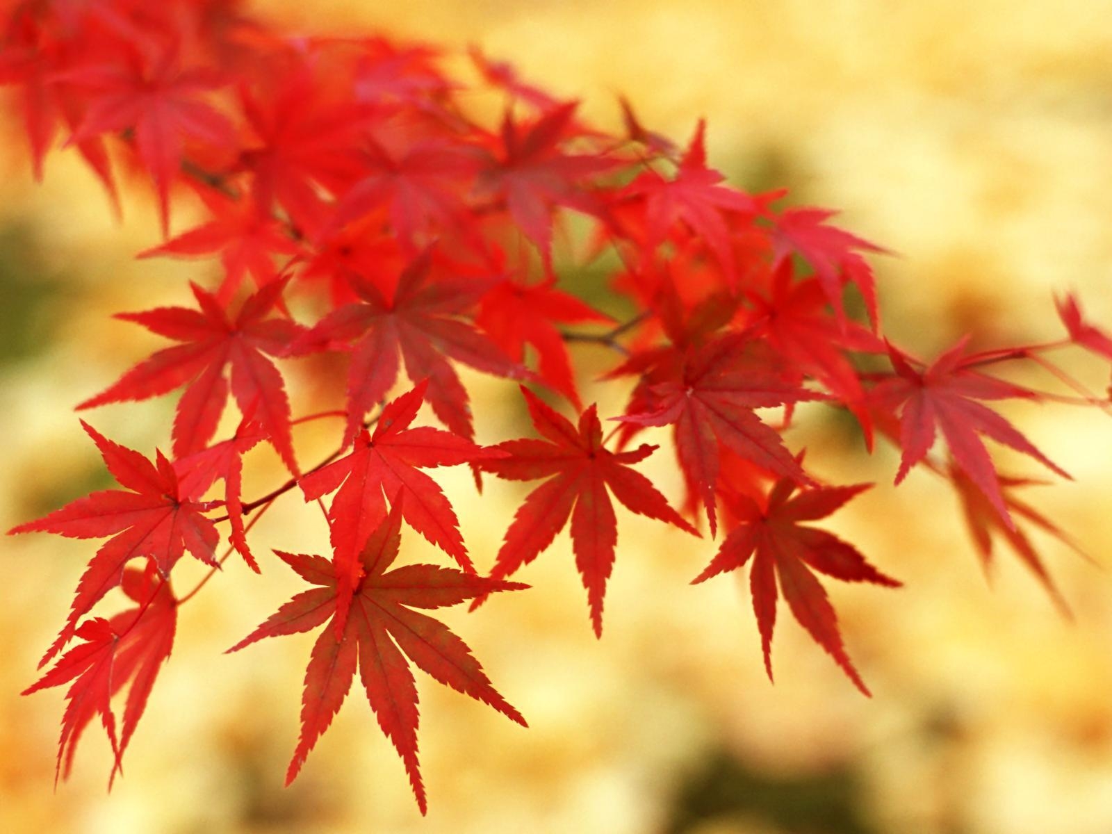 1600x1200 best time capsule ever, red maple leaves wallpaper, no business is, Desktop