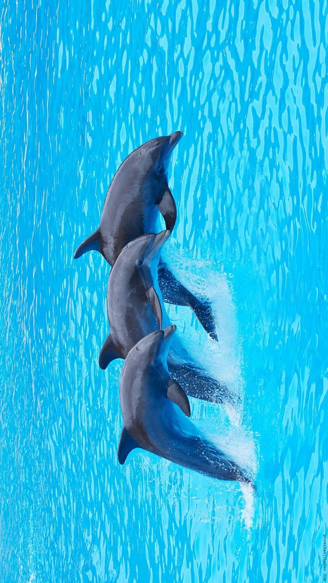 1080x1920 Best Dolphin iPhone Wallpaper, Phone