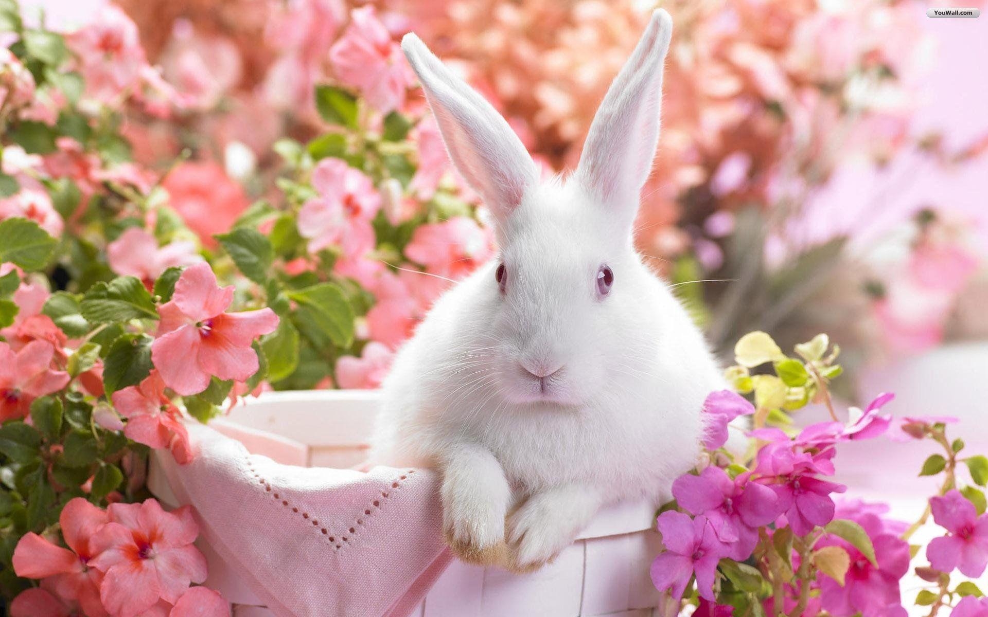 1920x1200 Cute Bunny Wallpaper Image & Picture, Desktop