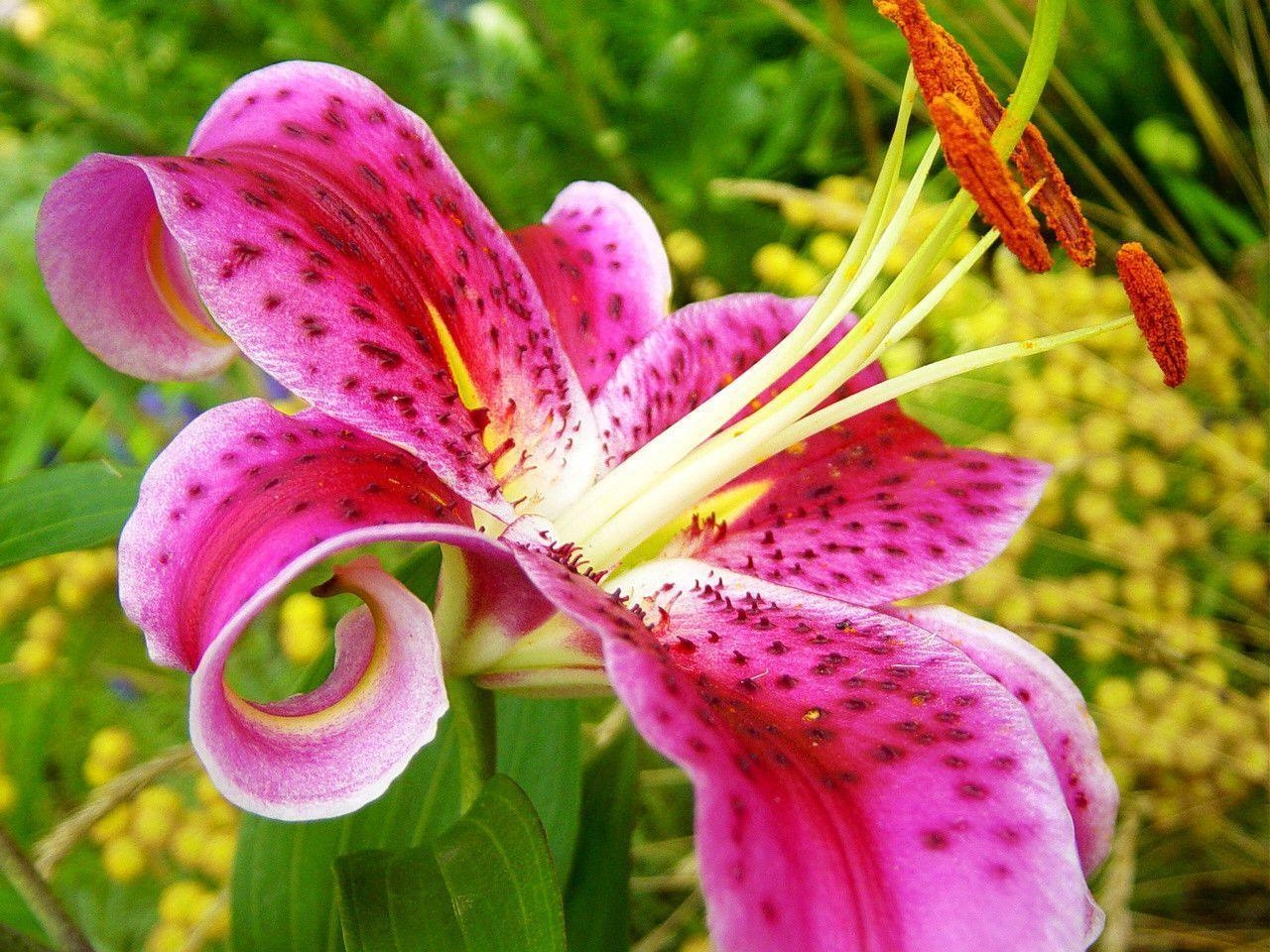 1280x960 Lily Stargazer Top Flowers, Desktop