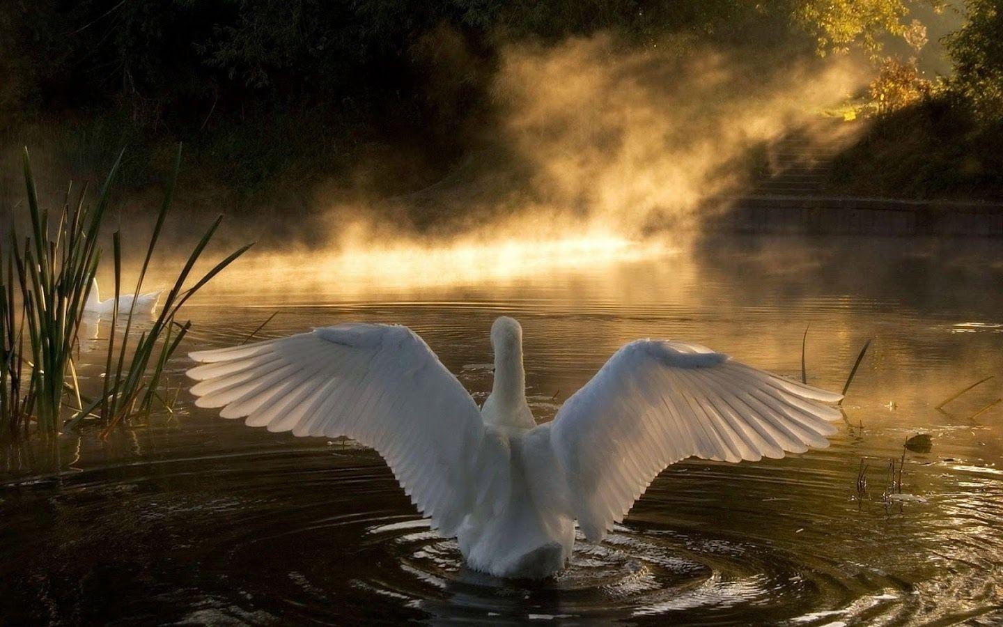 1440x900 Swan Wallpaper Apps on Google Play, Desktop