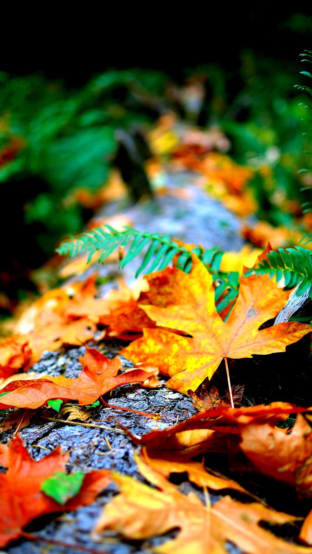 1080x1920 Best Autumn iPhone Wallpaper, Phone