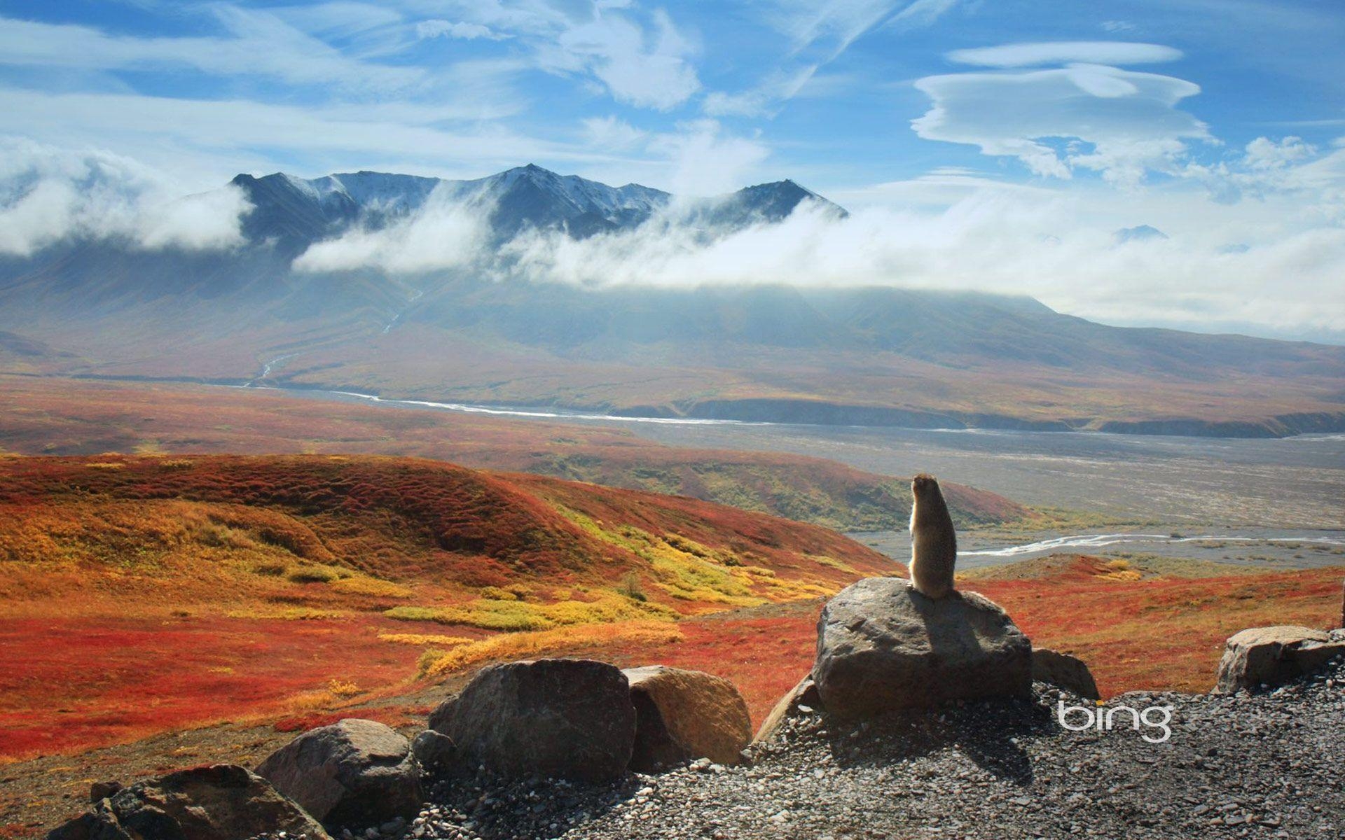 1920x1200 Arctic ground squirrel, Denali National Park and Preserve, Alaska, Desktop