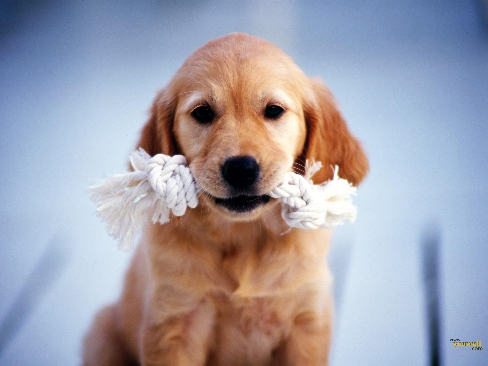 1600x1200 HD Dog Wallpaper, Desktop