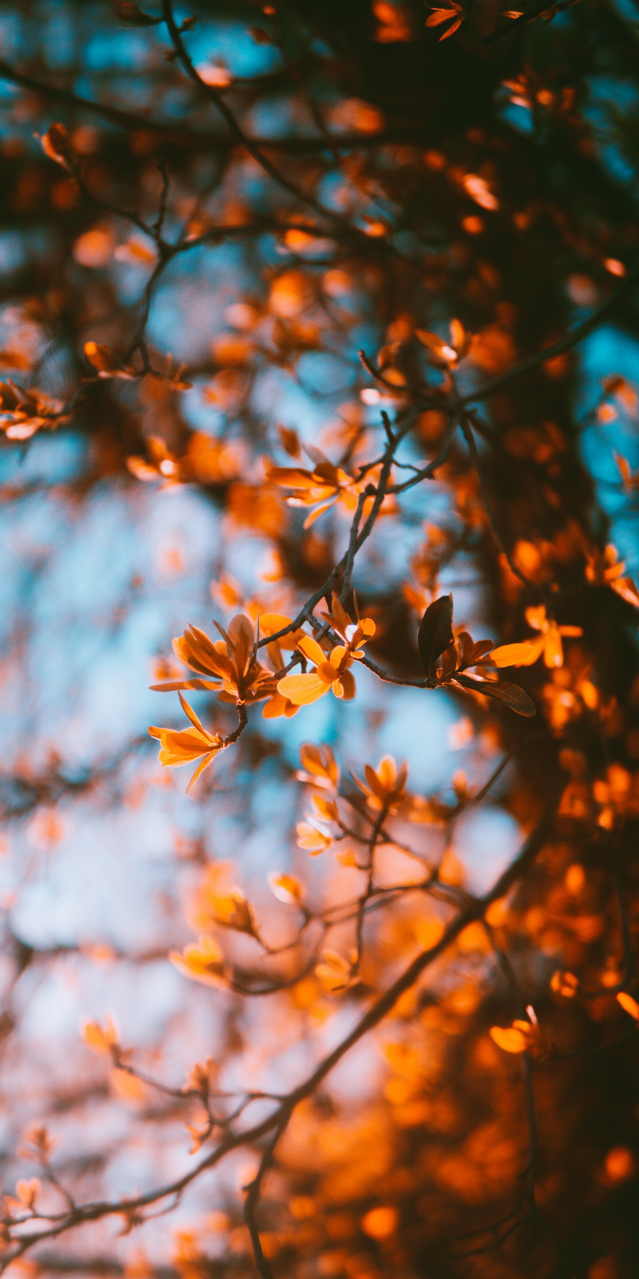 1280x2560 Wallpaper Aesthetic Autumn, Autumn, Aesthetics, Cozy Autumn, Natural Landscape, Background Free Image, Phone