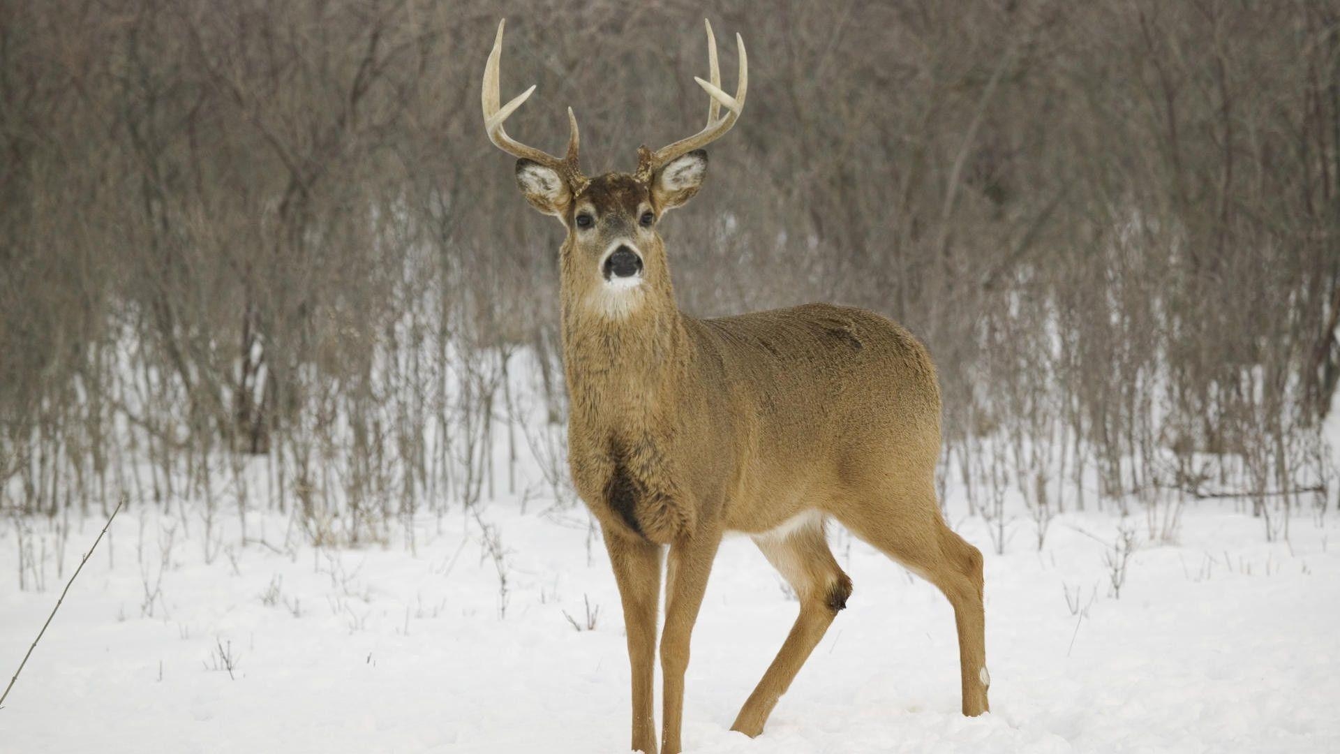 1920x1080 Whitetail Deer In Snow Wallpaper, Desktop