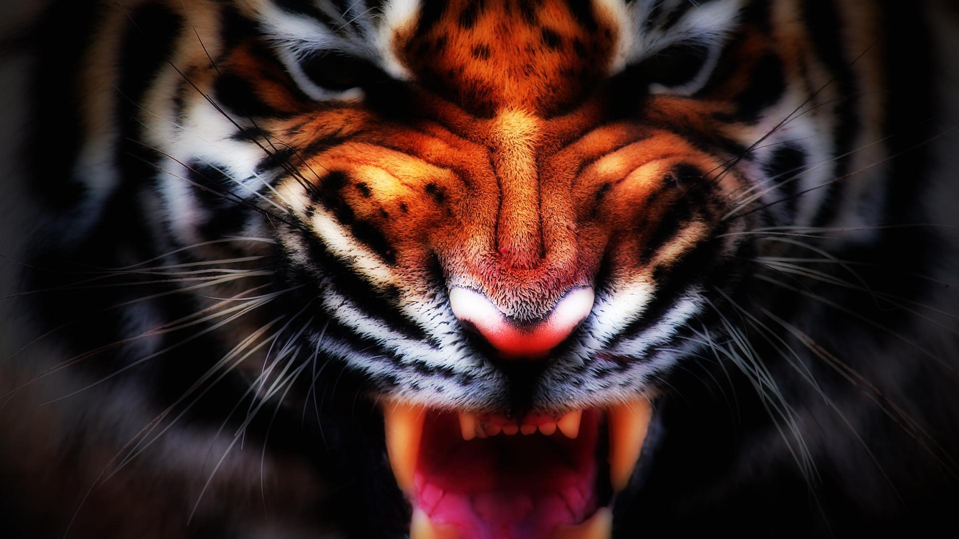 1920x1080 Wallpaper Angry Tiger x 1080 Pets Puppies Awesome, Desktop