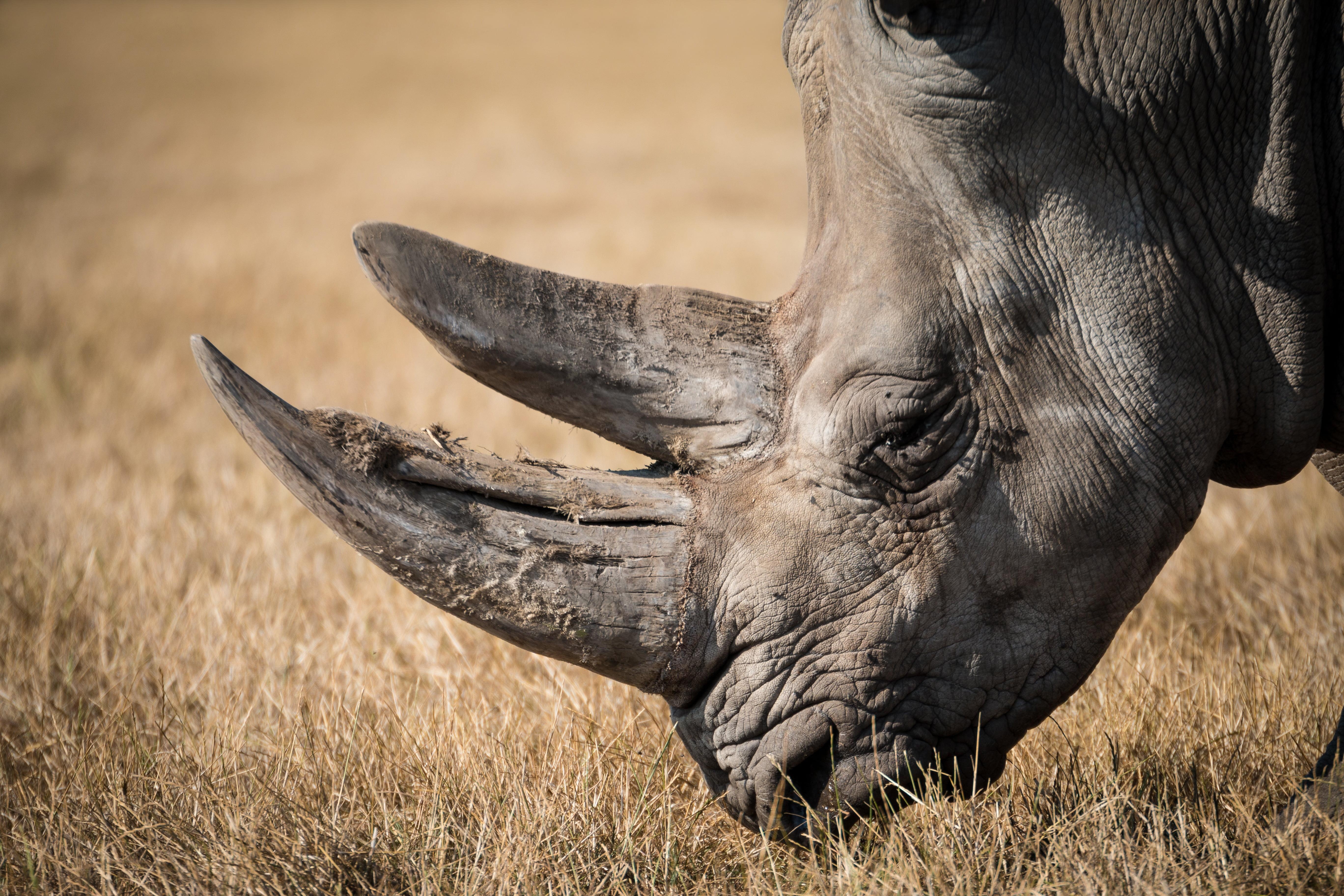 5480x3650 Shallow focus photography of black rhino HD wallpaper, Desktop