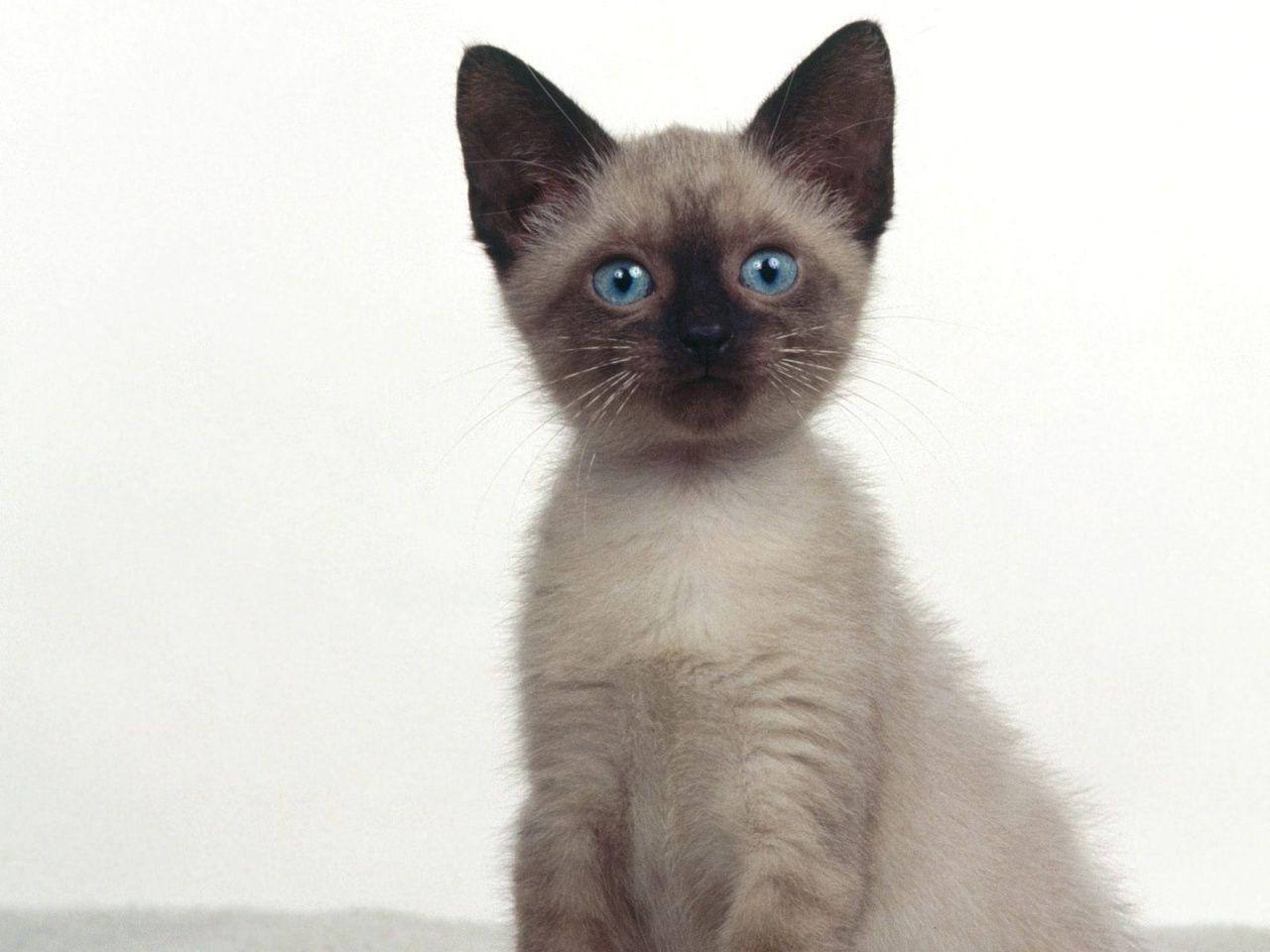 1280x960 best Siamese Cat wallpaper for desktop free download. Cat, Desktop