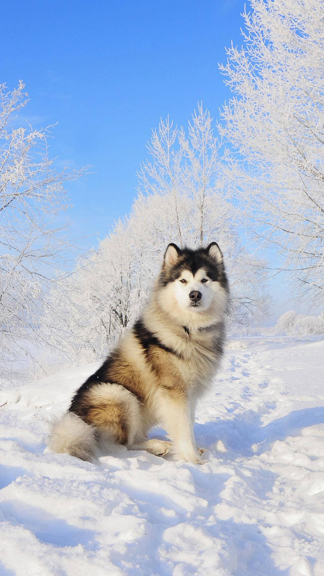 1080x1920 Download Husky Beautiful Snow Phone Wallpaper, Phone