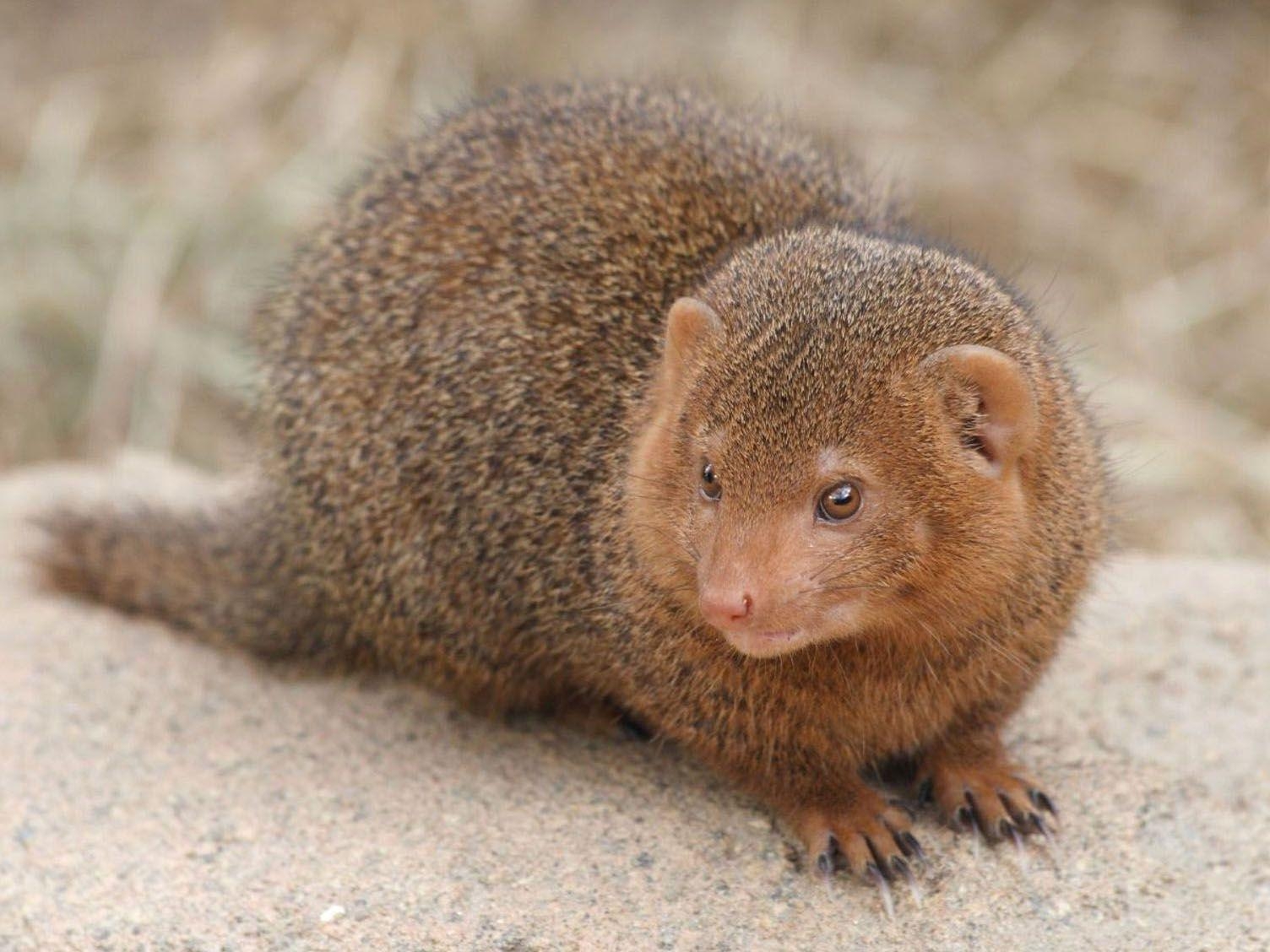 1510x1130 Dwarf, Mongoose, HD Animal Wallpaper, Pet Love, Cool Animals, Desktop