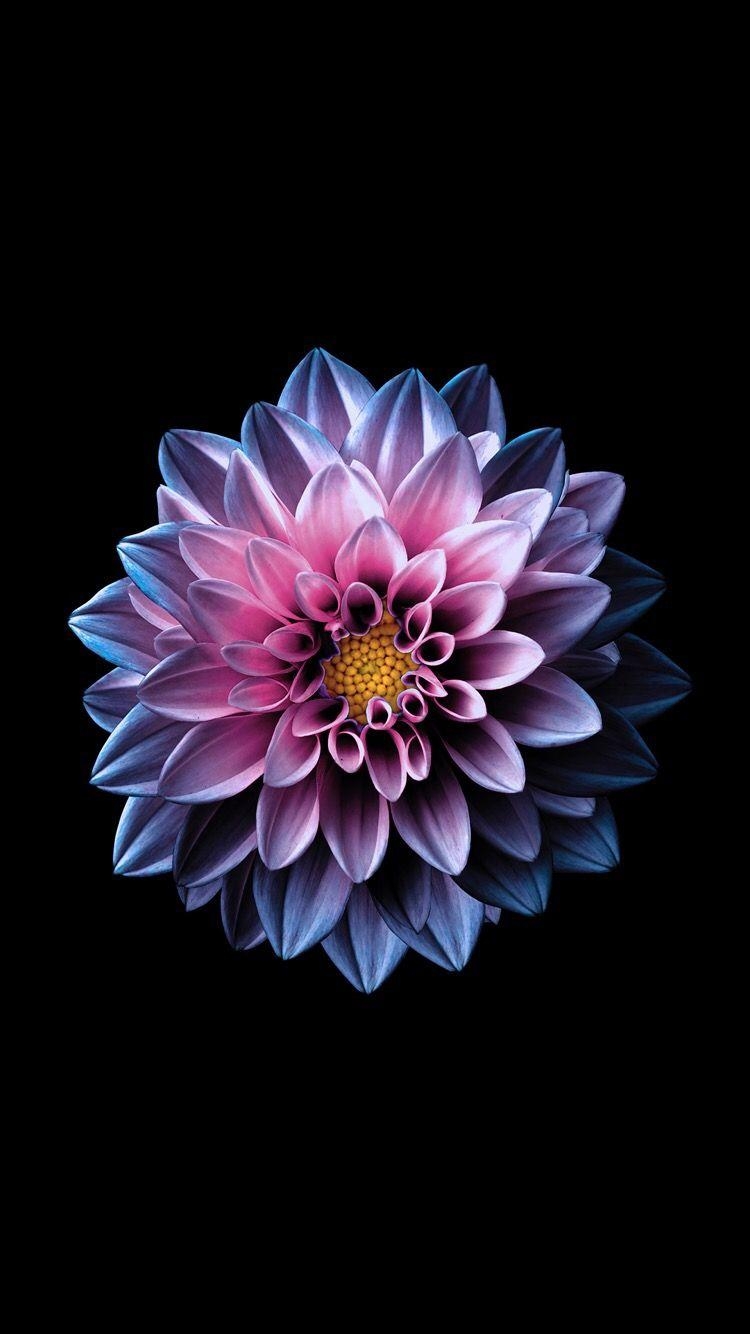 750x1340 Bright flower wallpaper for your iPad from Everpix. Яблоко обои, Phone