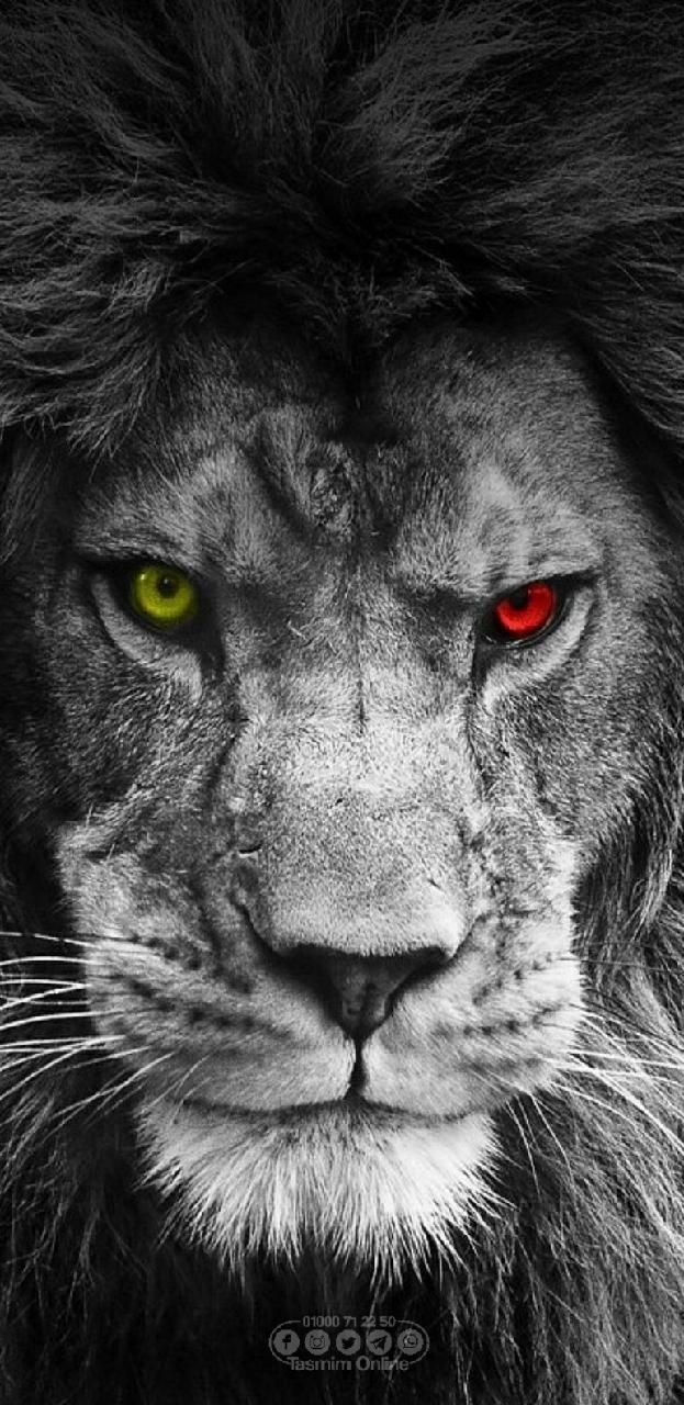 630x1280 Download Lion Wallpaper, Phone