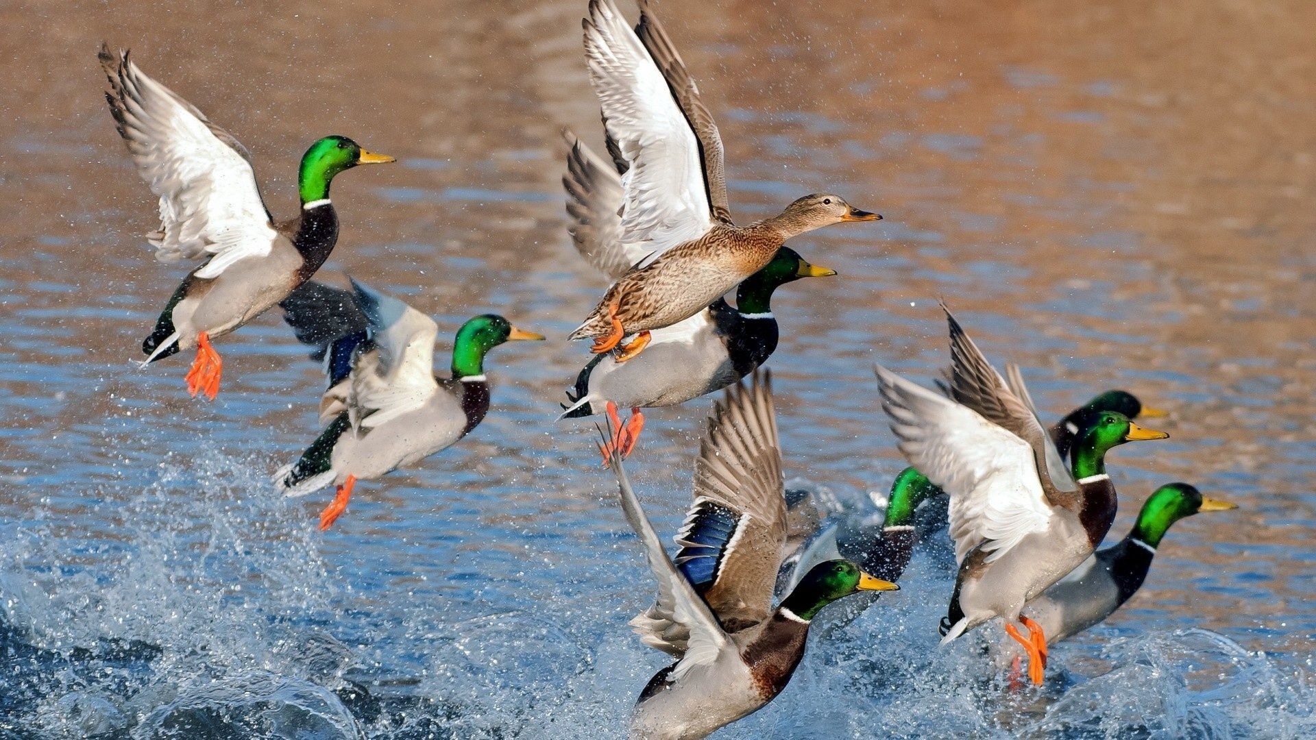 1920x1080 Duck Hunting Desktop Wallpaper Free Duck Hunting Desktop Background, Desktop