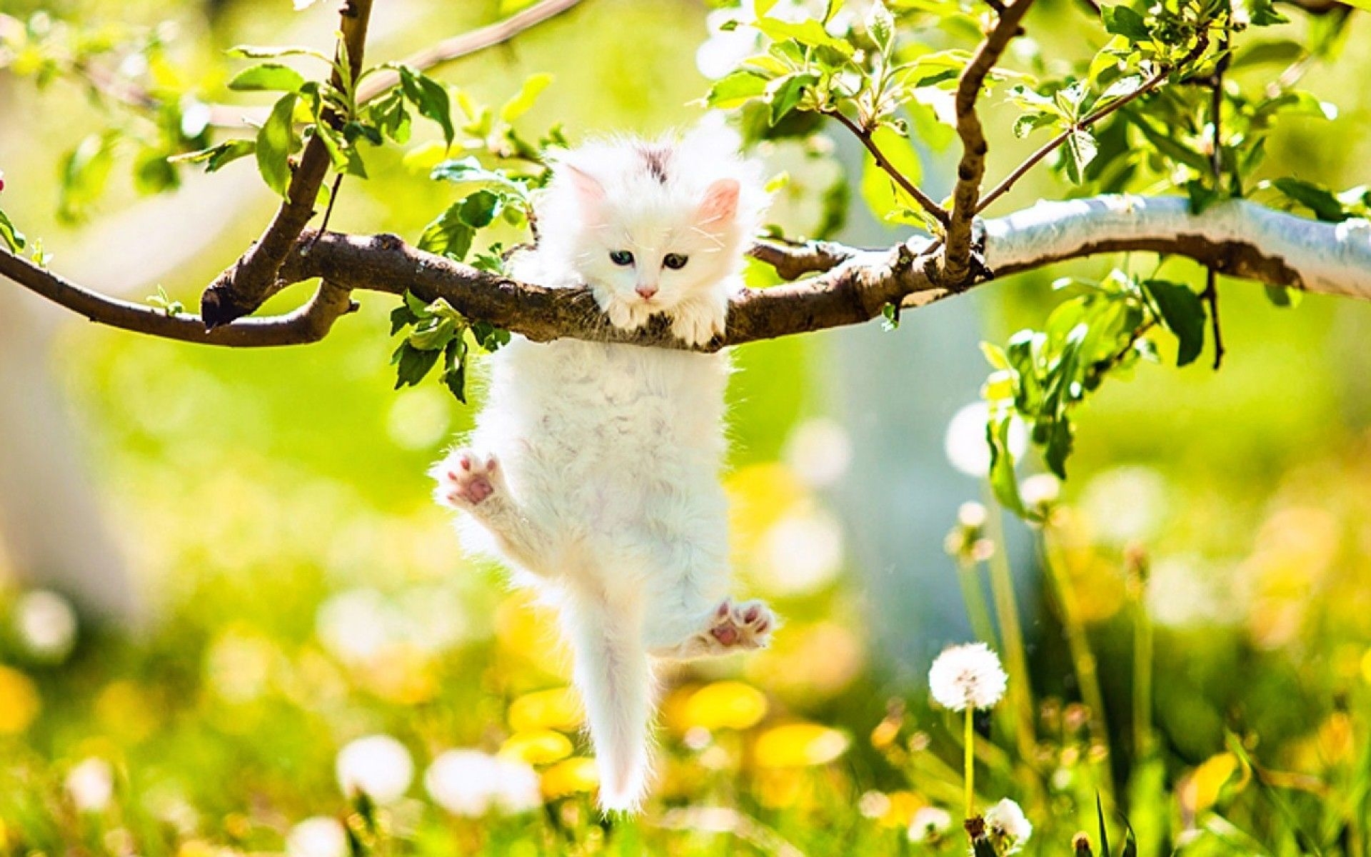 1920x1200 Kitten Spring Wallpaper, Desktop