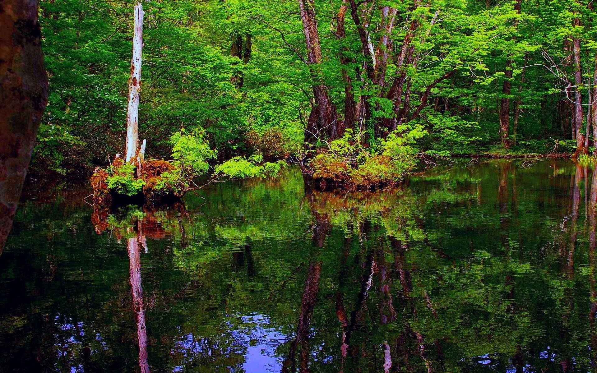 1920x1200 Nature: Jungle Pond, jungle wallpaper, jungle wallpaper border, Desktop