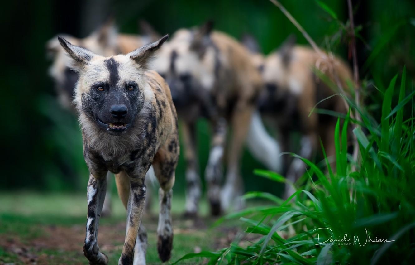 1340x850 Wallpaper nature, animals, African Wild Dogs image, Desktop
