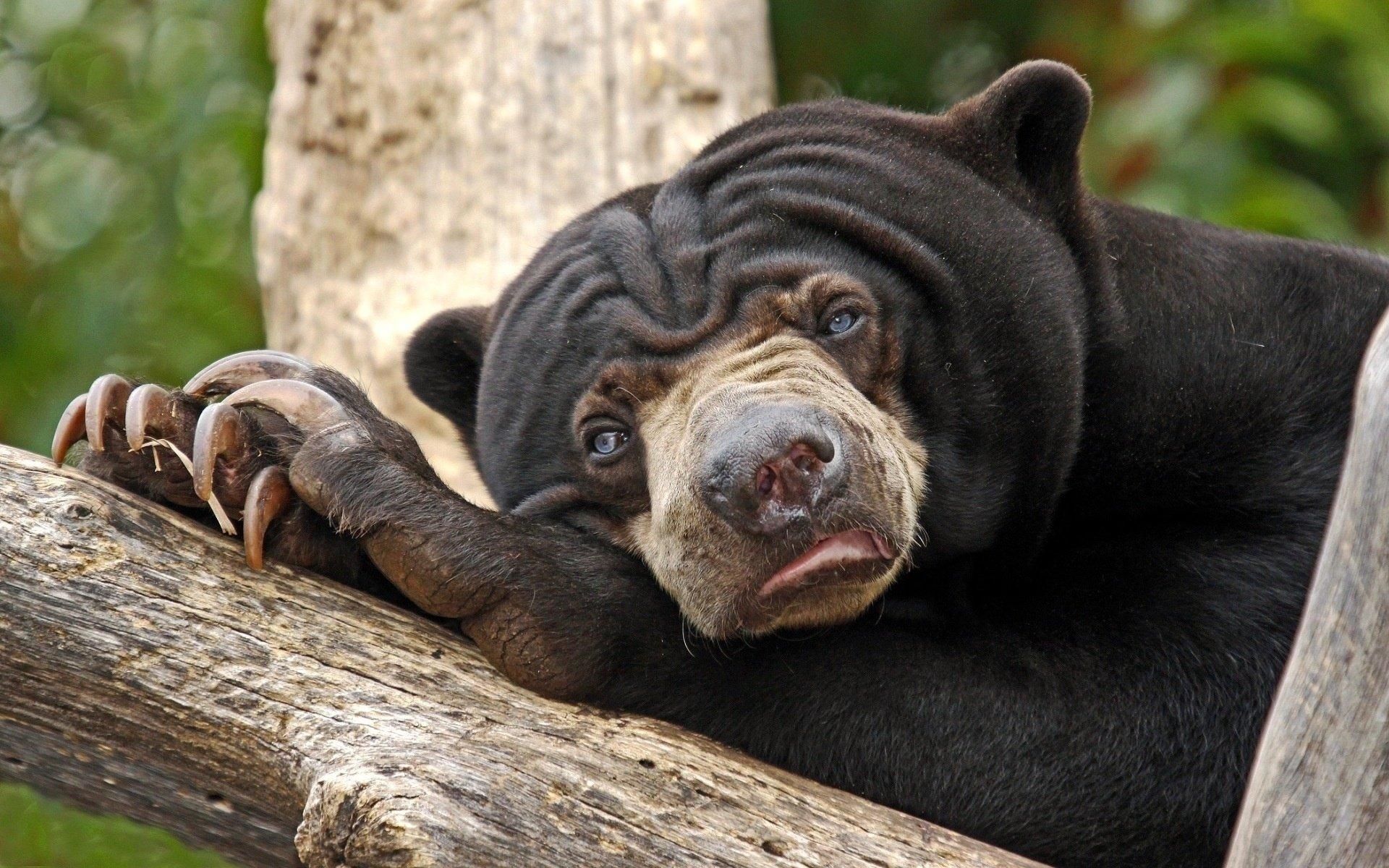 1920x1200 Sun Bear HD Wallpaper and Background Image, Desktop