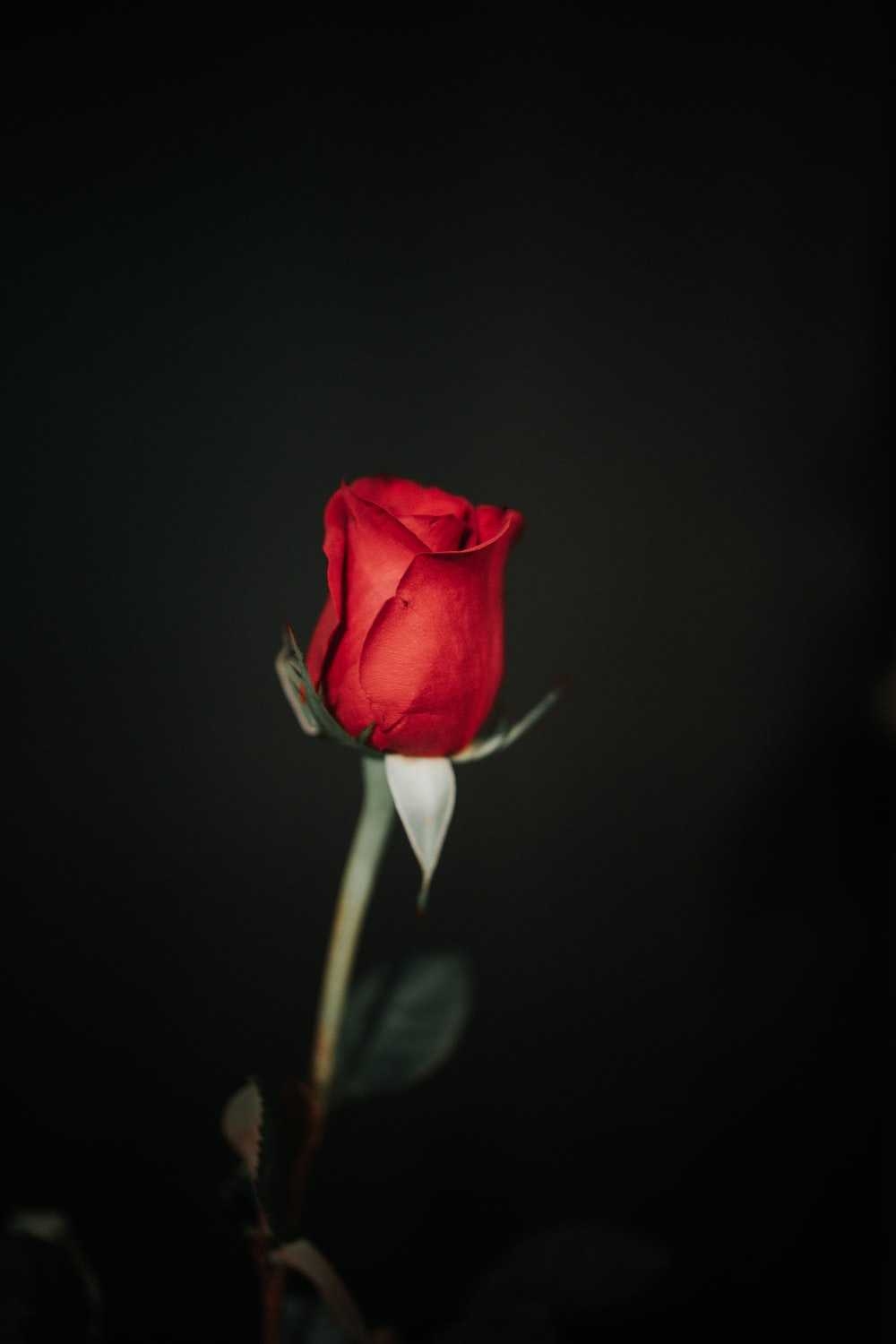 1000x1500 Black Rose Wallpaper, Phone