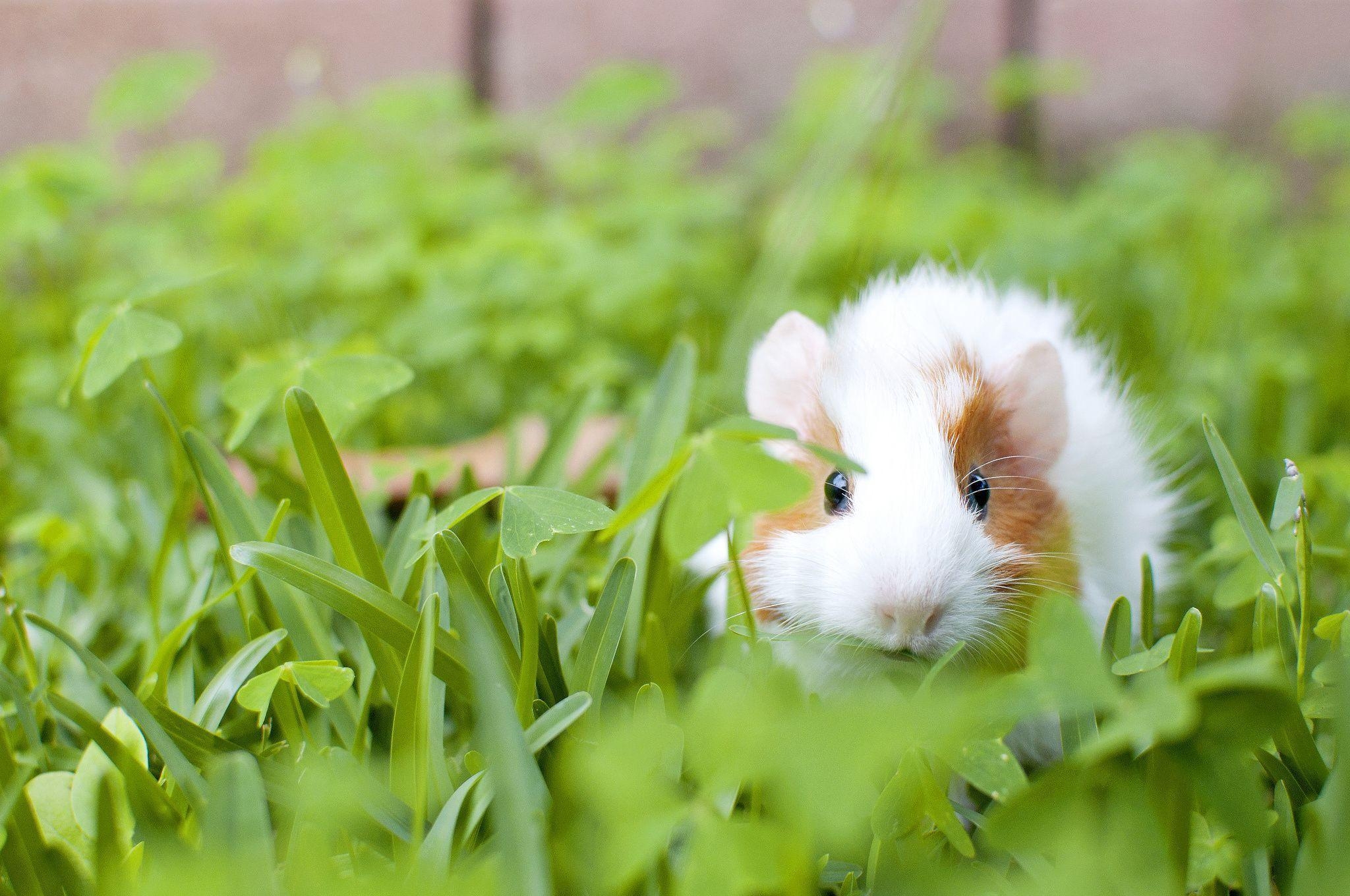 2050x1360 Guinea Pig HD Wallpaper, Desktop