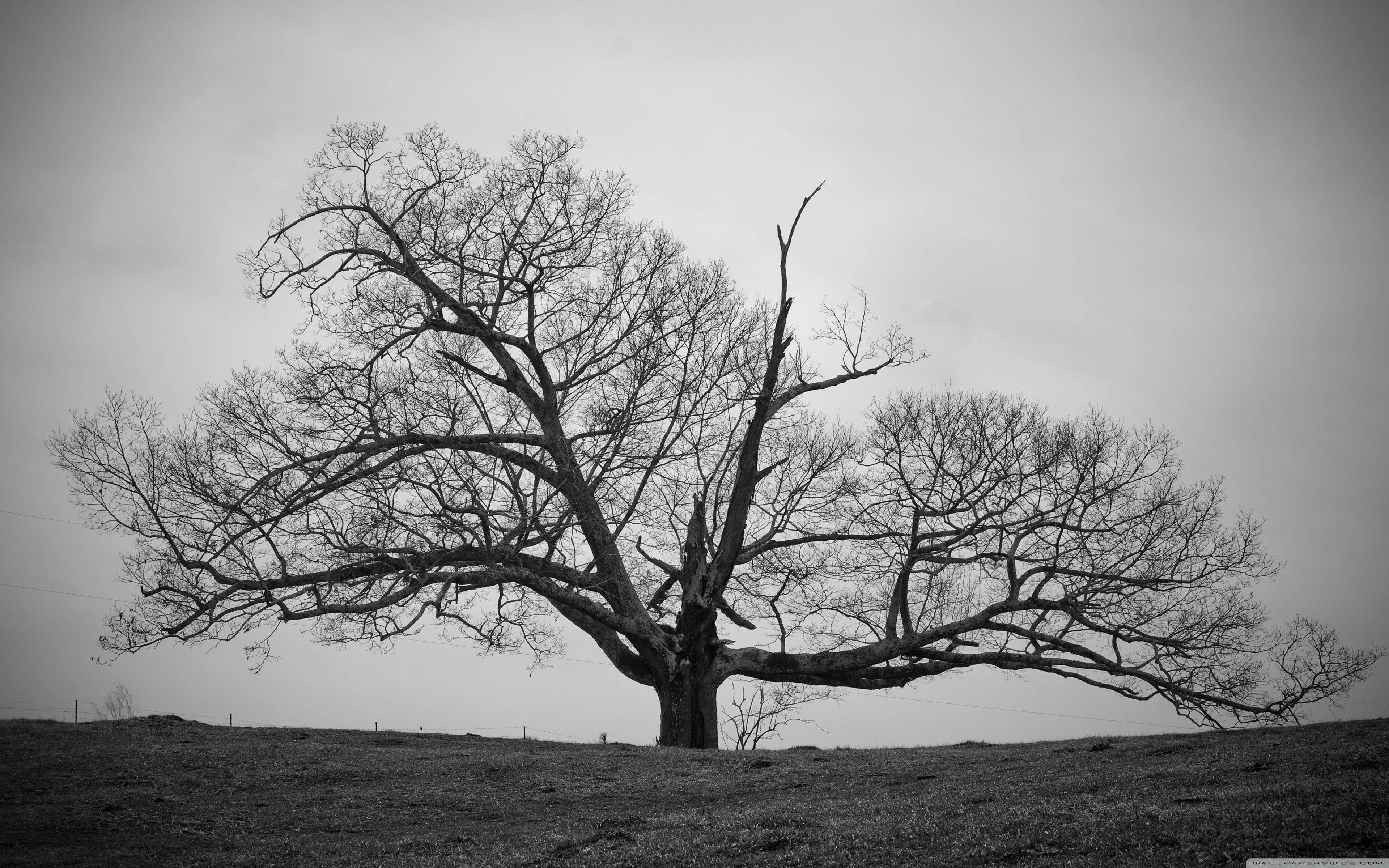 3840x2400 Old Tree ❤ 4K HD Desktop Wallpaper for 4K Ultra HD TV • Dual, Desktop