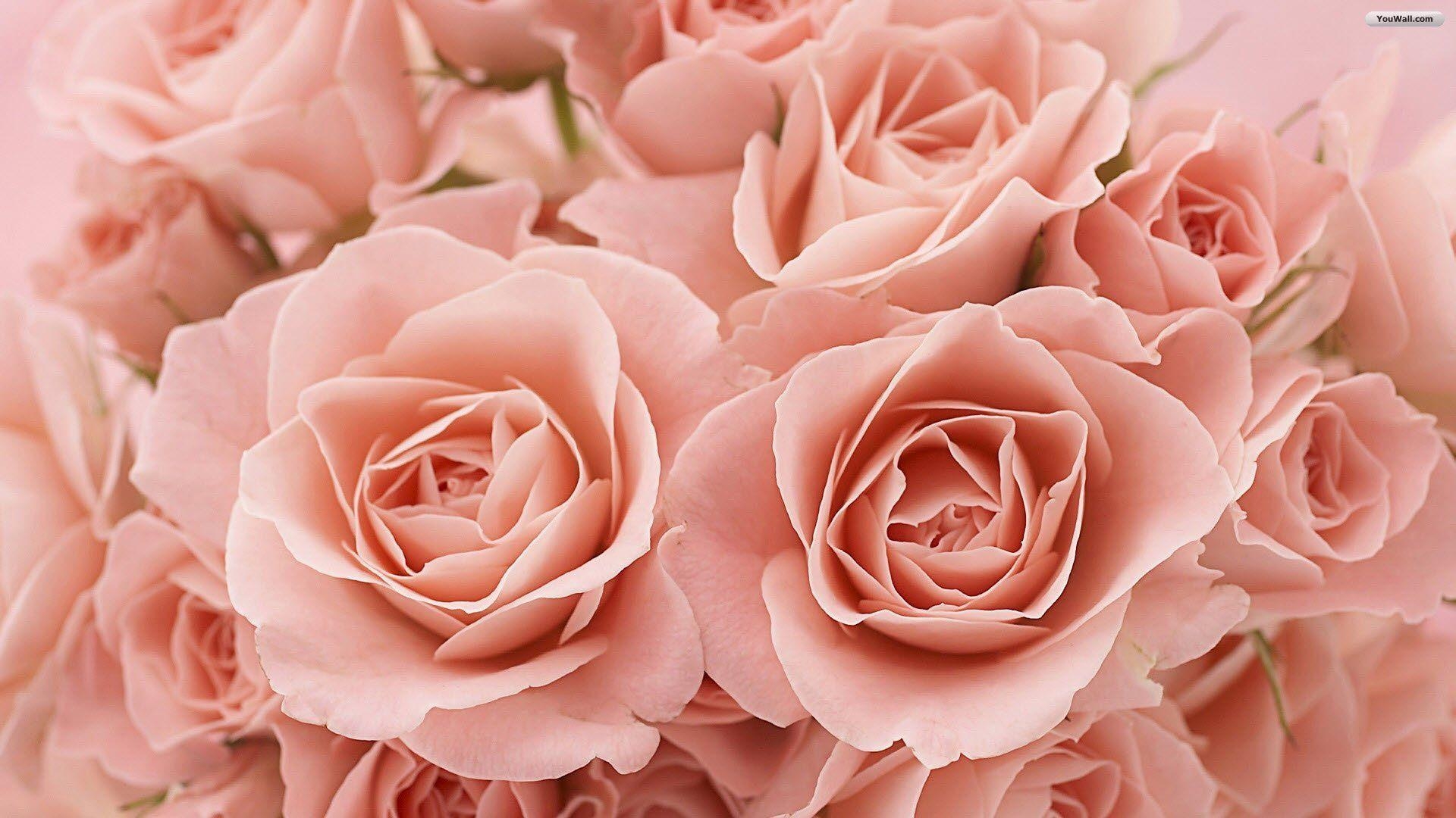 1920x1080 Pink Roses Background Wallpaper, Desktop