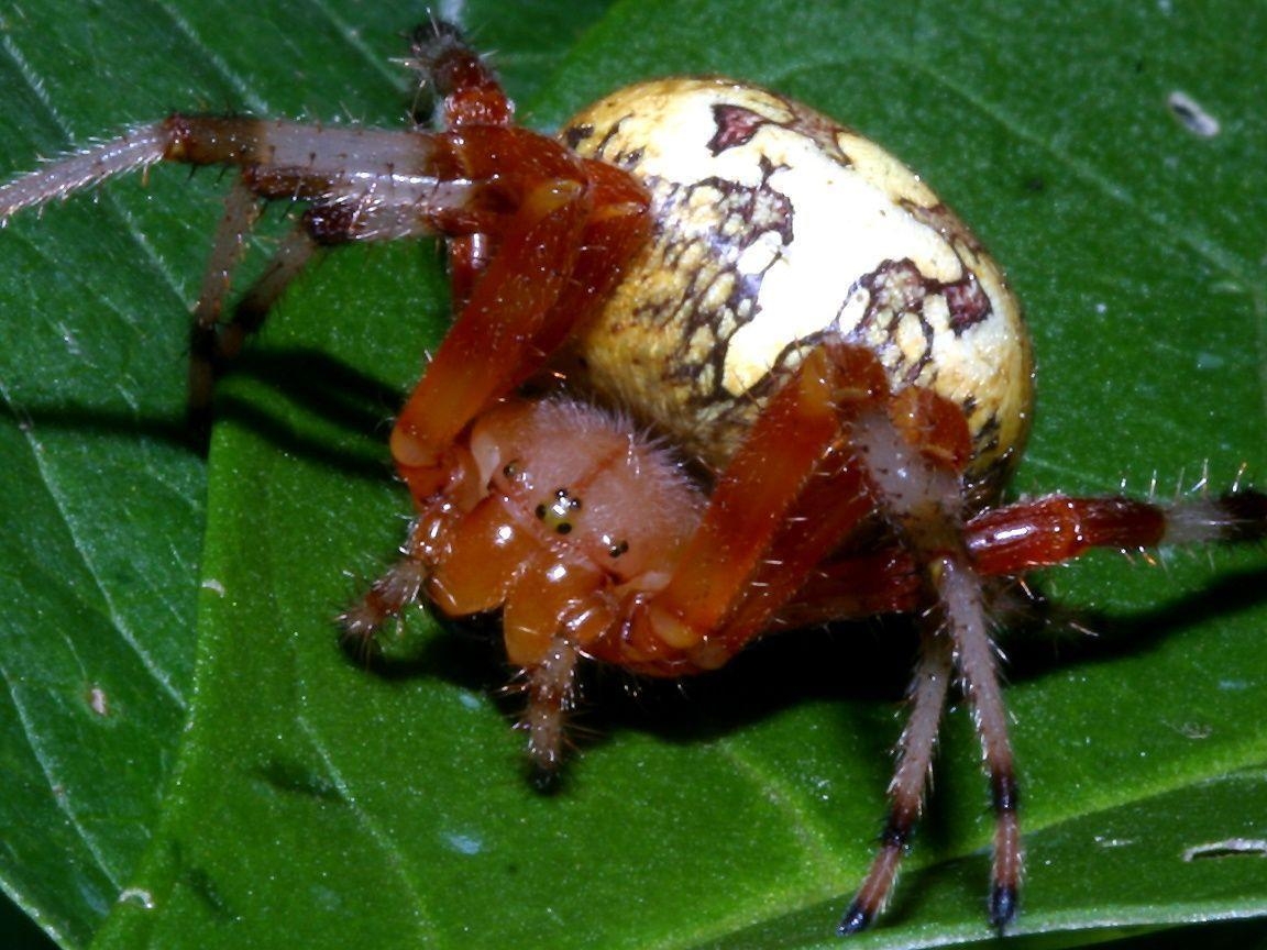 1160x870 Barn Spider Wallpaper, Desktop