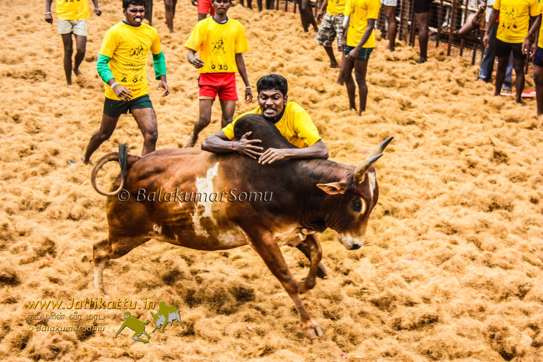 2280x1520  jallikattu wallpaper. jallikattu, Desktop