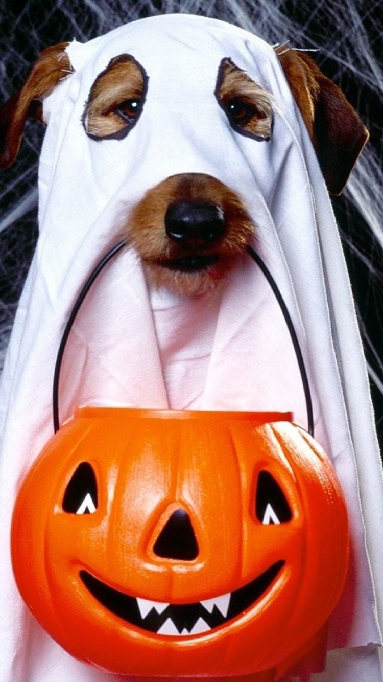 750x1340 ScreenBeauty. halloween, holiday, dog, Phone