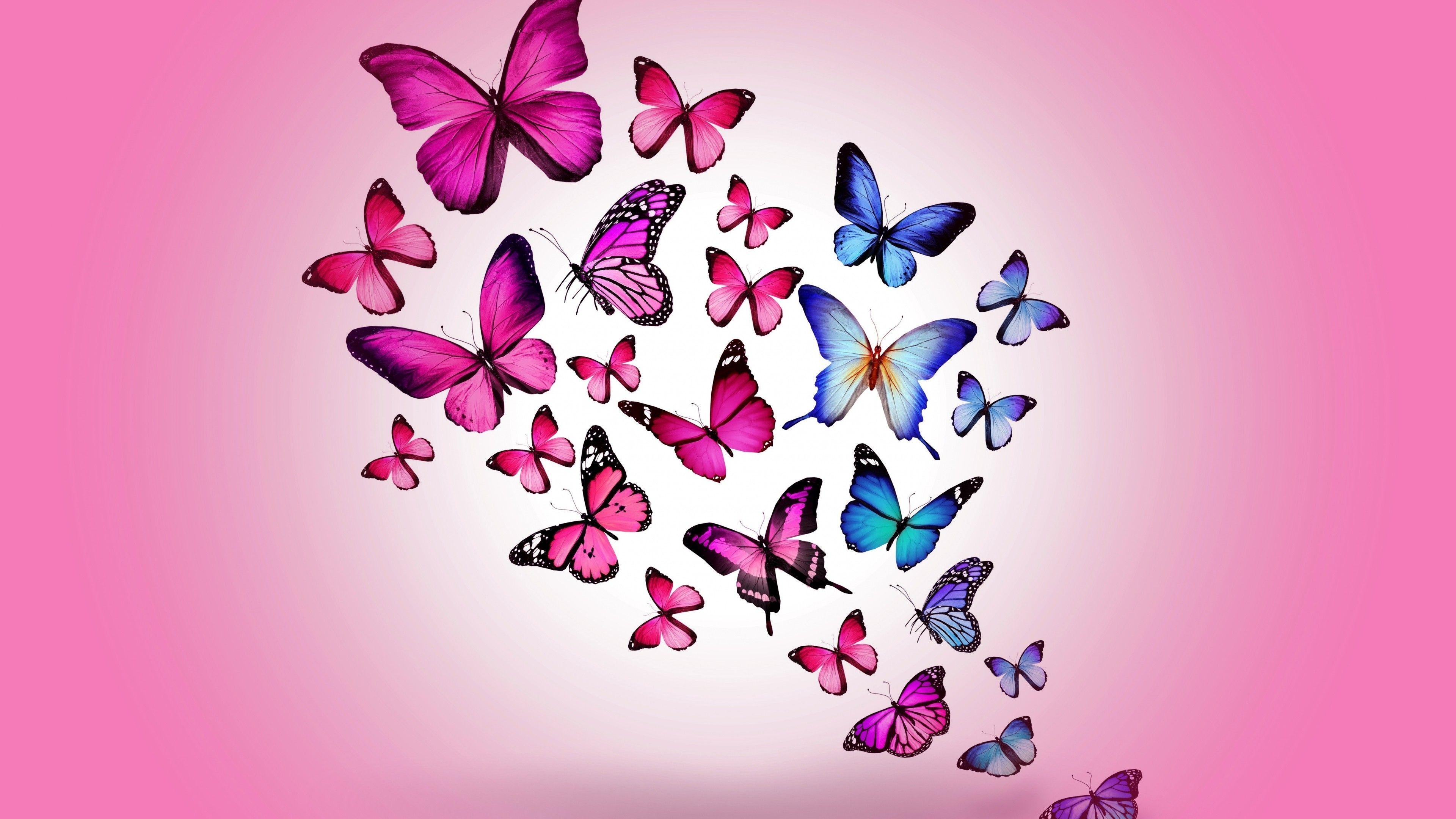 3840x2160 Pink Butterflies Wallpaper, Desktop