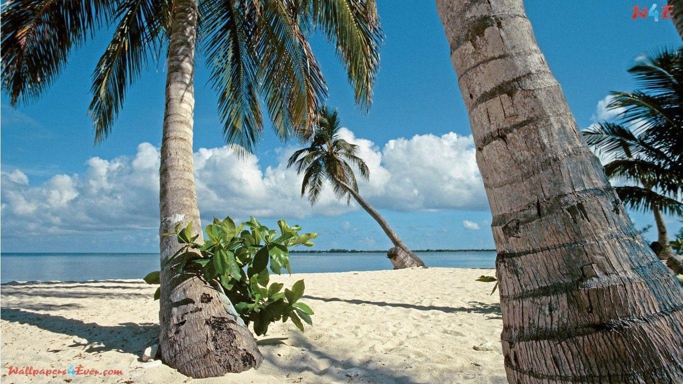 1370x770 Palm Trees, Bay Islands, Honduras, Desktop