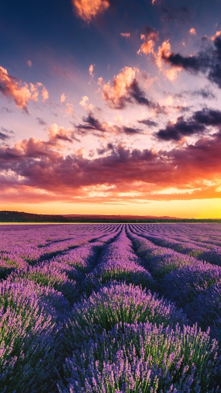 750x1340 Wallpaper Beautiful lavender field, flowers, summer, sunset, Phone