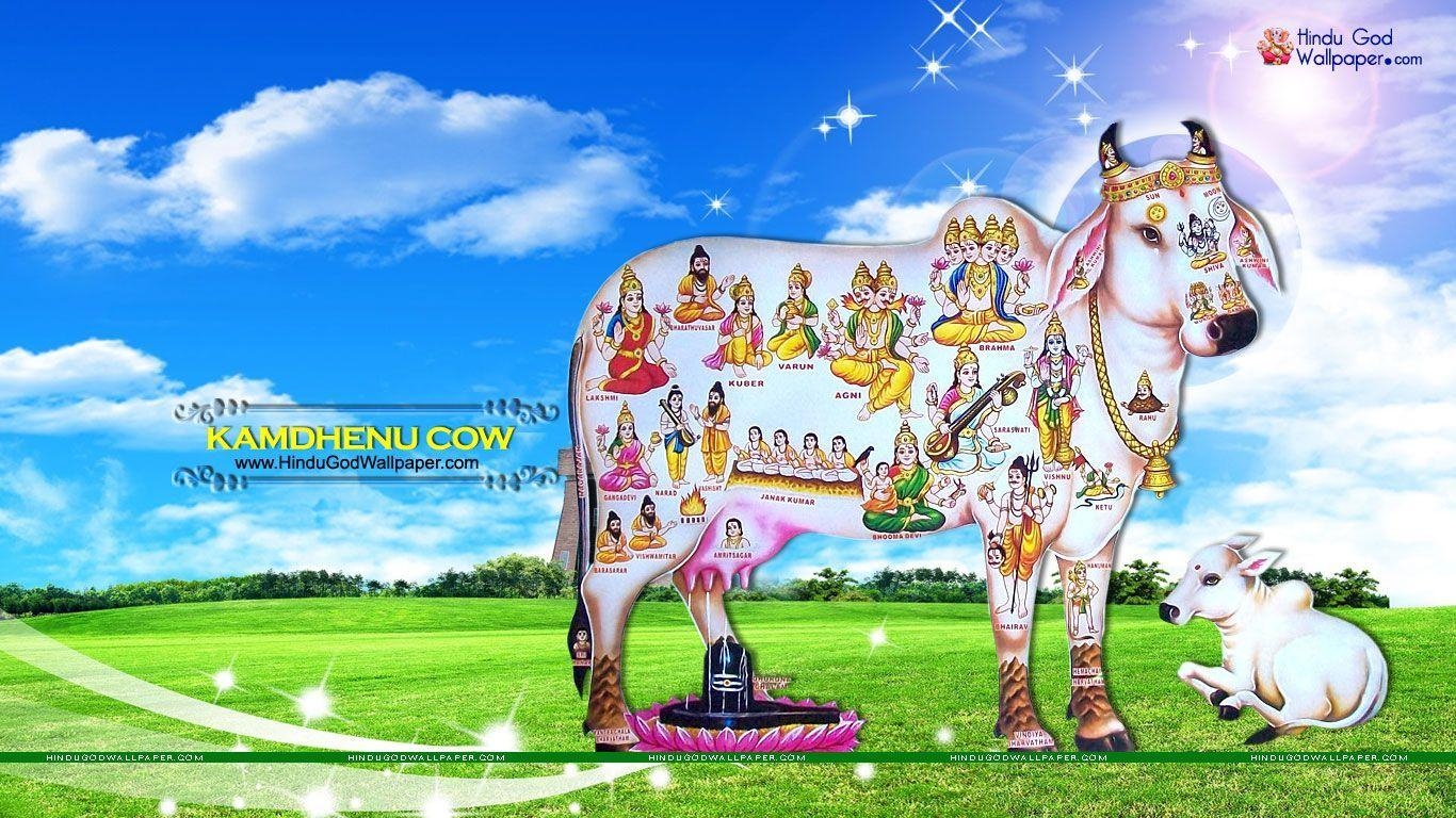 1370x770 Kamdhenu Cow Wallpaper, Picture & Image Download. Cow wallpaper, Wallpaper free download, Wallpaper picture, Desktop