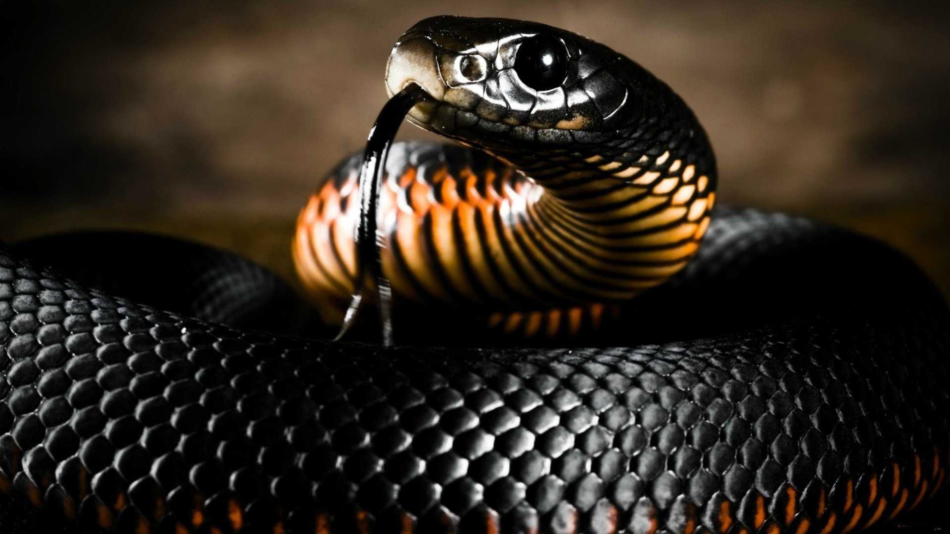 1920x1080 Black Mamba Snake Wallpaper HD Collection Of Black Snake, Desktop