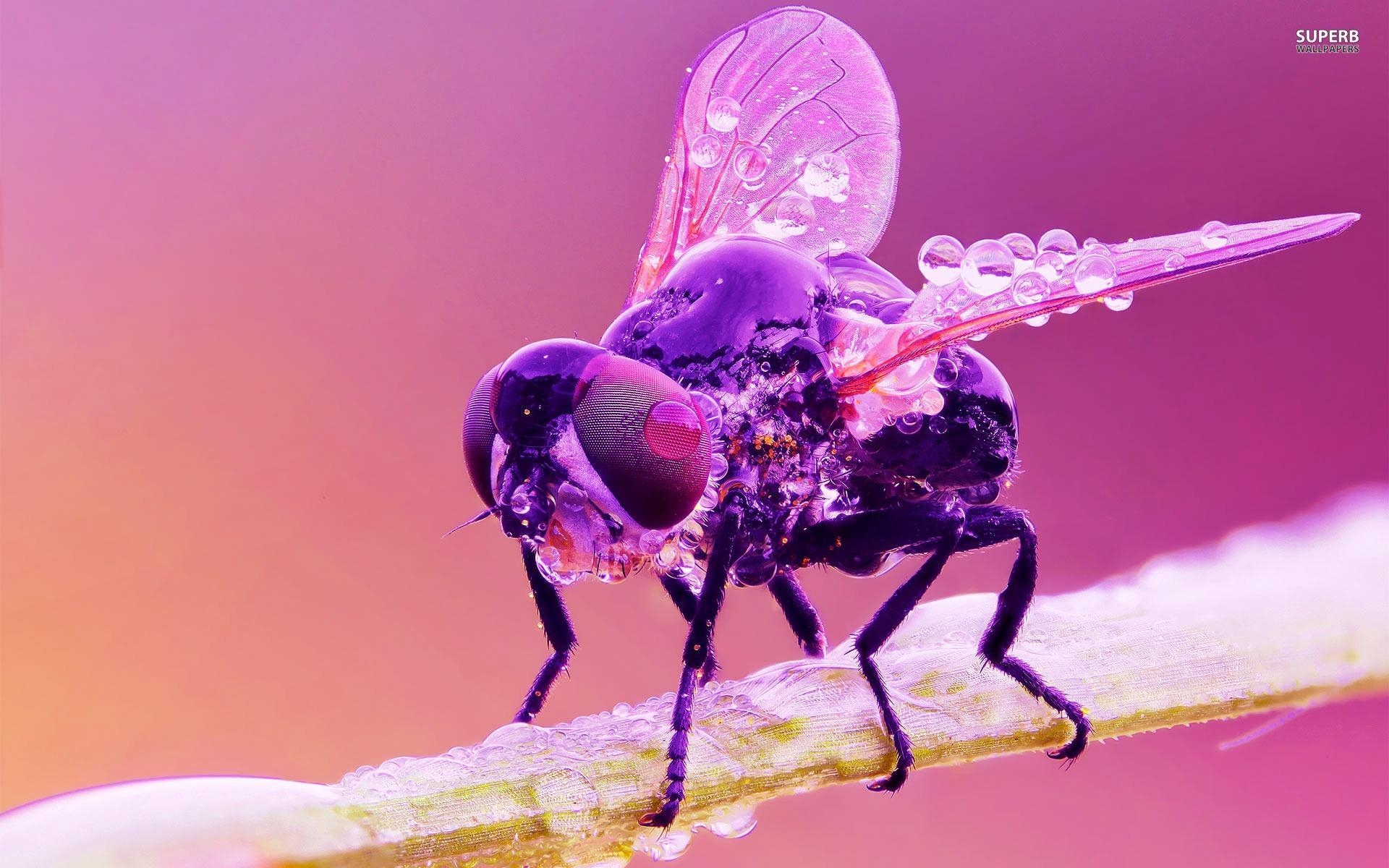 1920x1200 Wet Housefly wallpaper, Desktop