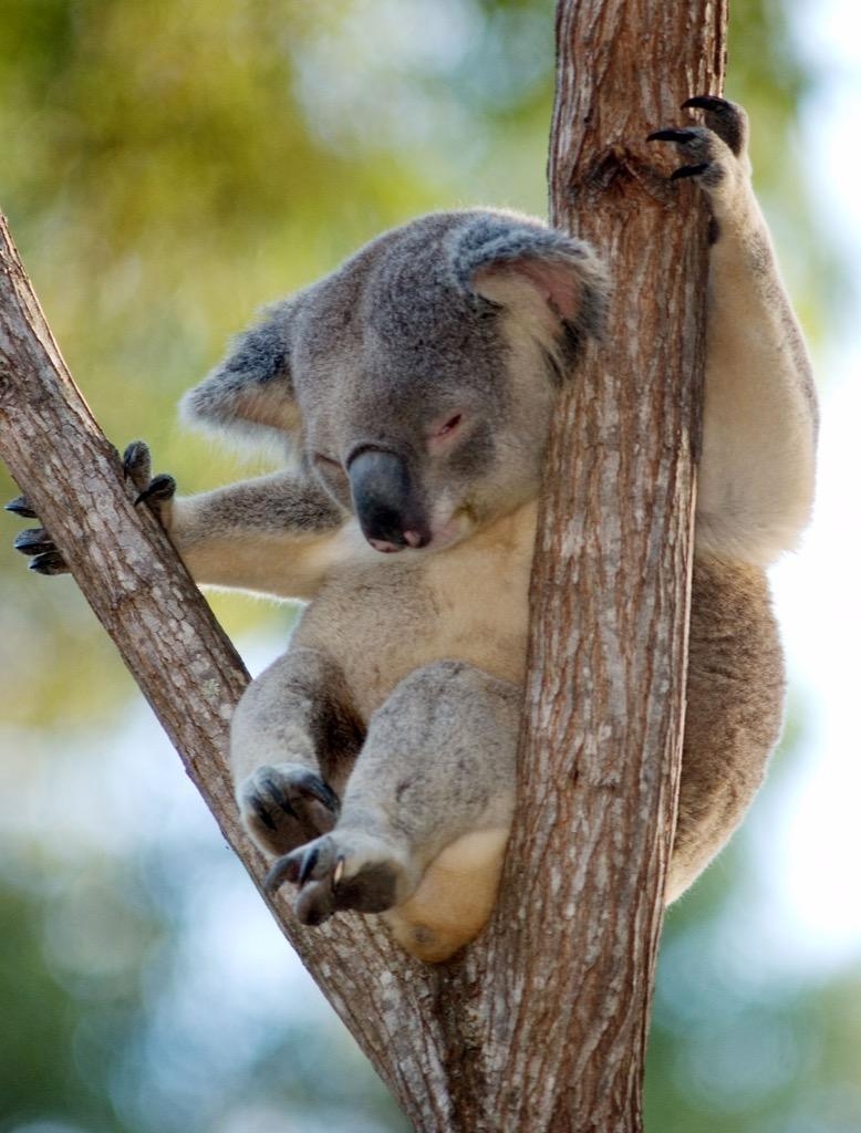 780x1030 Koala bears Wallpaper HD FREE for Android, Phone