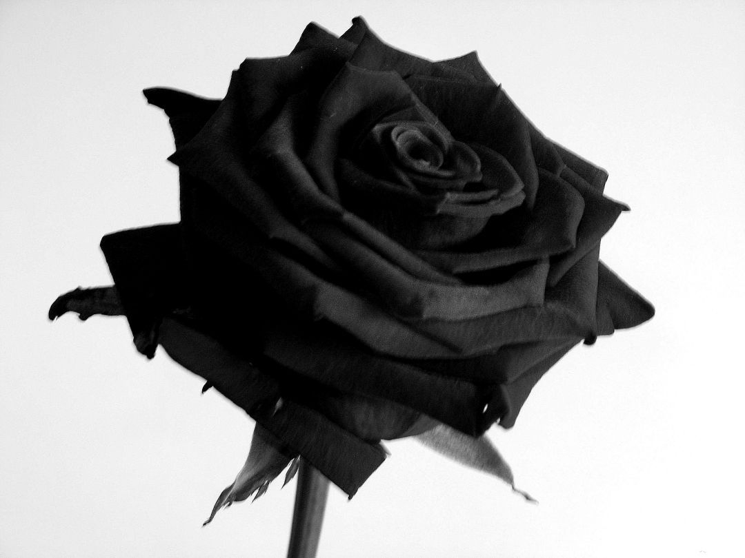 1080x810 Black Rose, iPhone, Desktop HD Background / Wallpaper (1080p, 4k) (3072x2304) (2021), Desktop