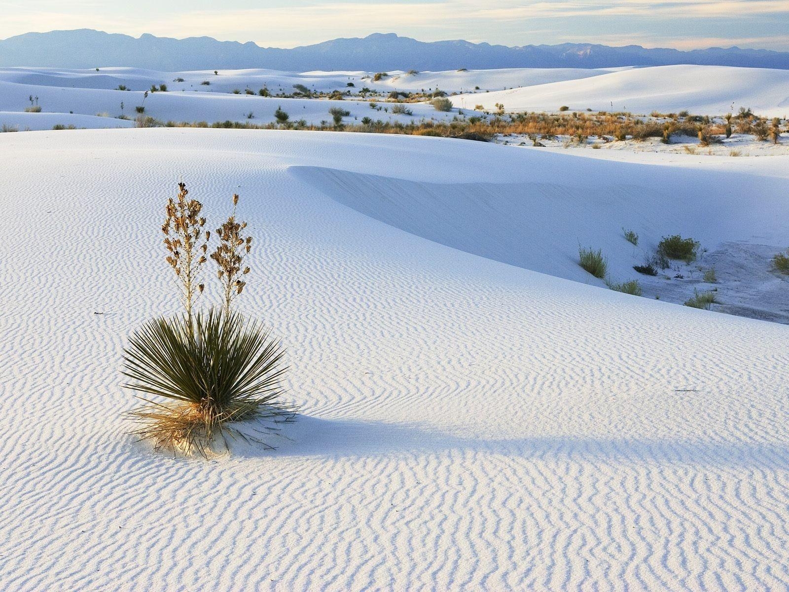 1600x1200 Beach Growing New Mexico Nature Sand National Yucca White Sands, Desktop