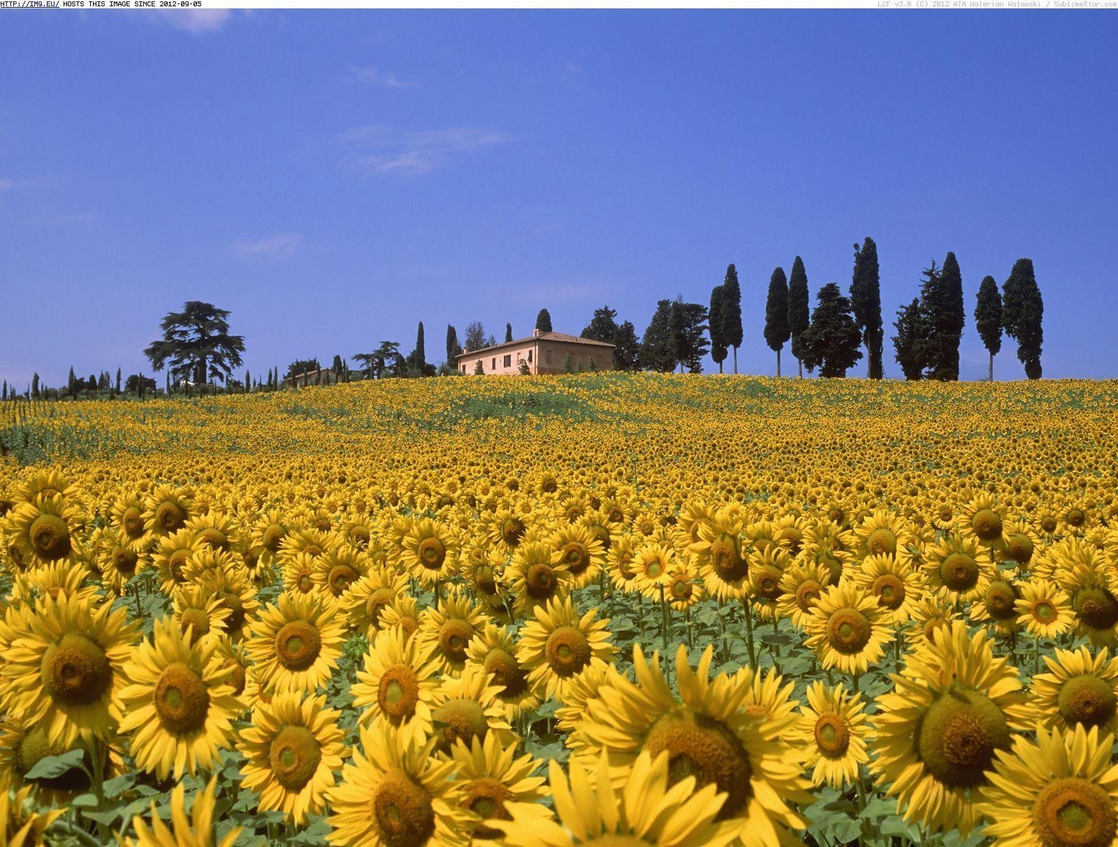 1600x1220 Tuscany Sunflower Wallpaper, Desktop