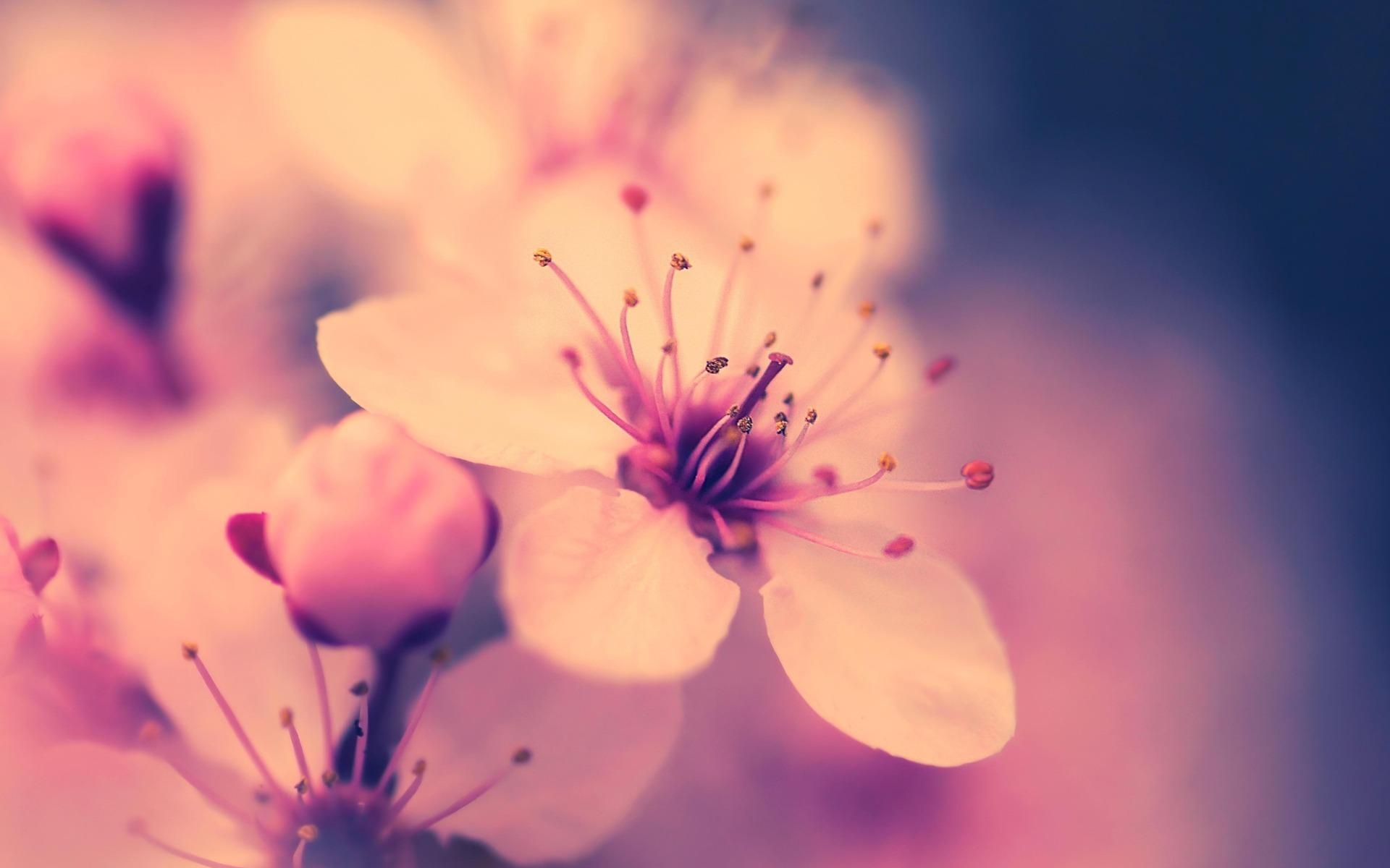 1920x1200 Cherry Blossom Wallpaper HD, Desktop