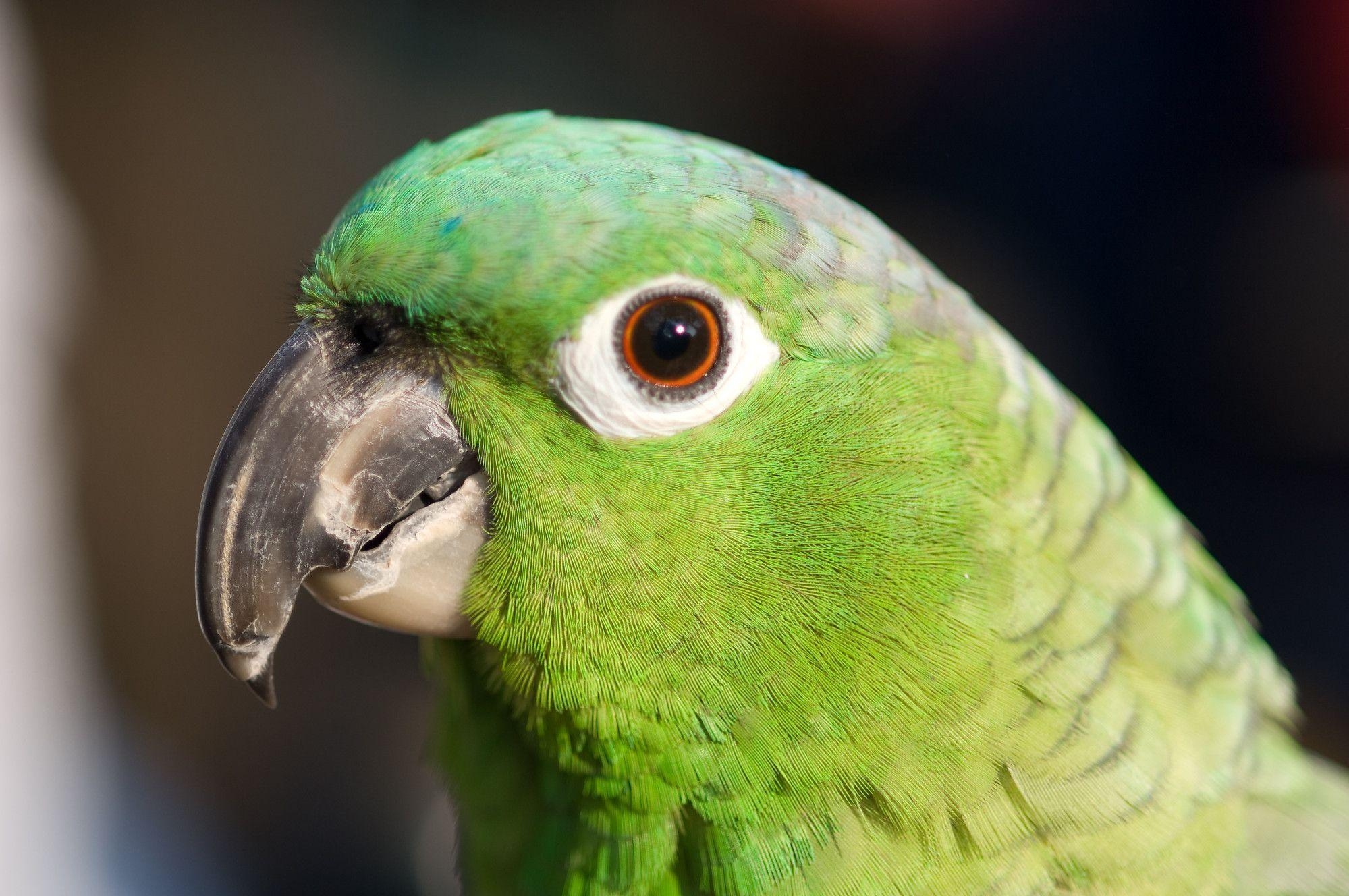 2000x1330 Green Parrot Wallpaper, Desktop