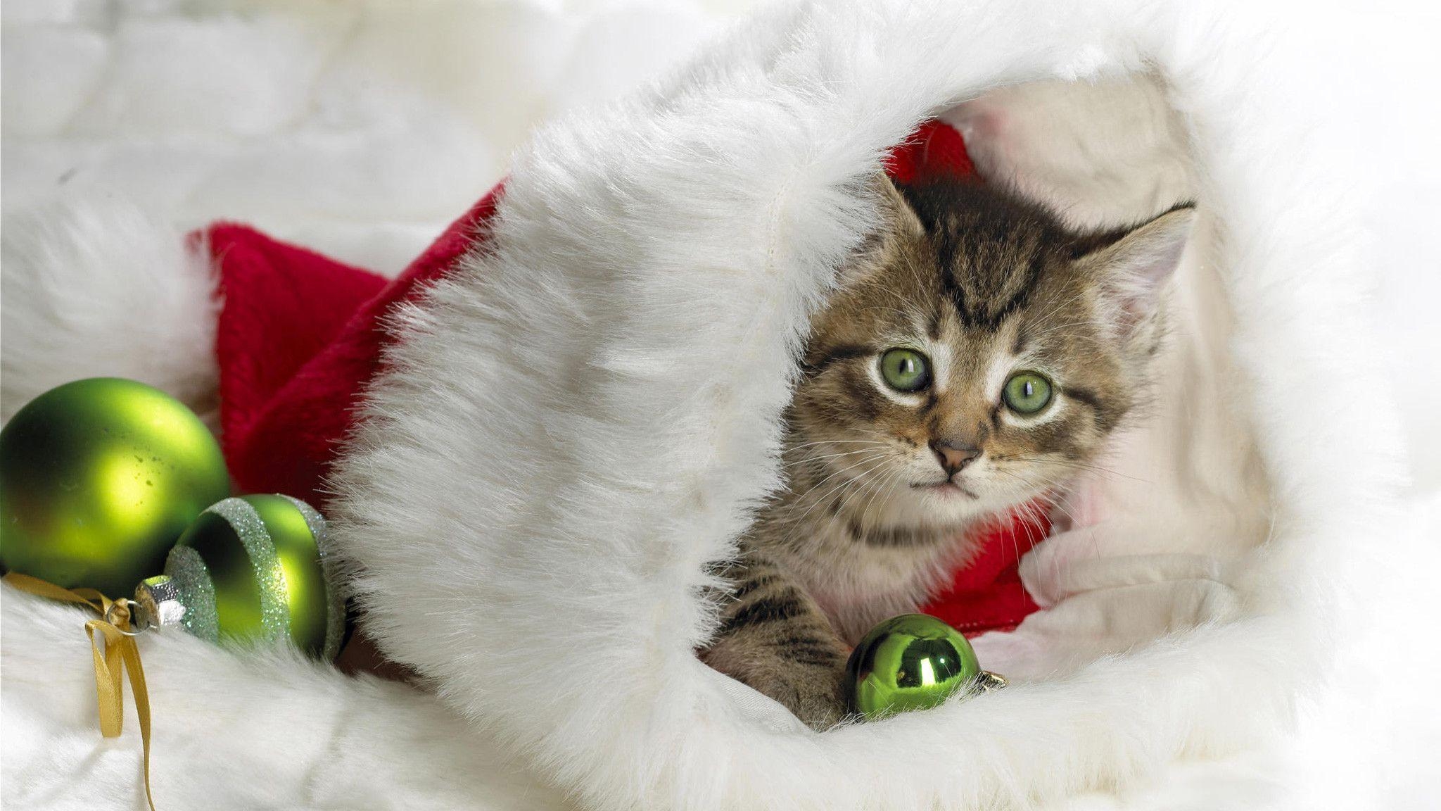 2050x1160 Christmas Cat Wallpaper Wallpaper Inn, Desktop