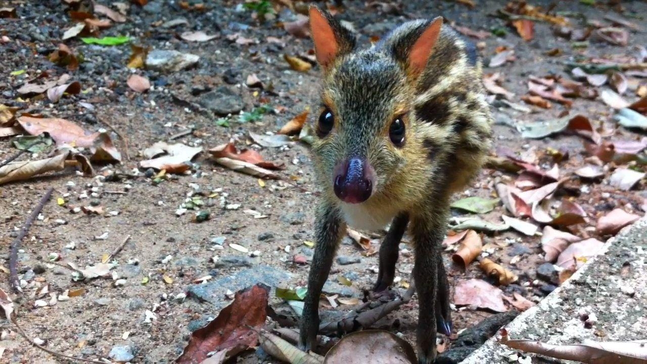 1280x720 chevrotain (family Tragulidae). Cute animals, Mouse deer, Desktop