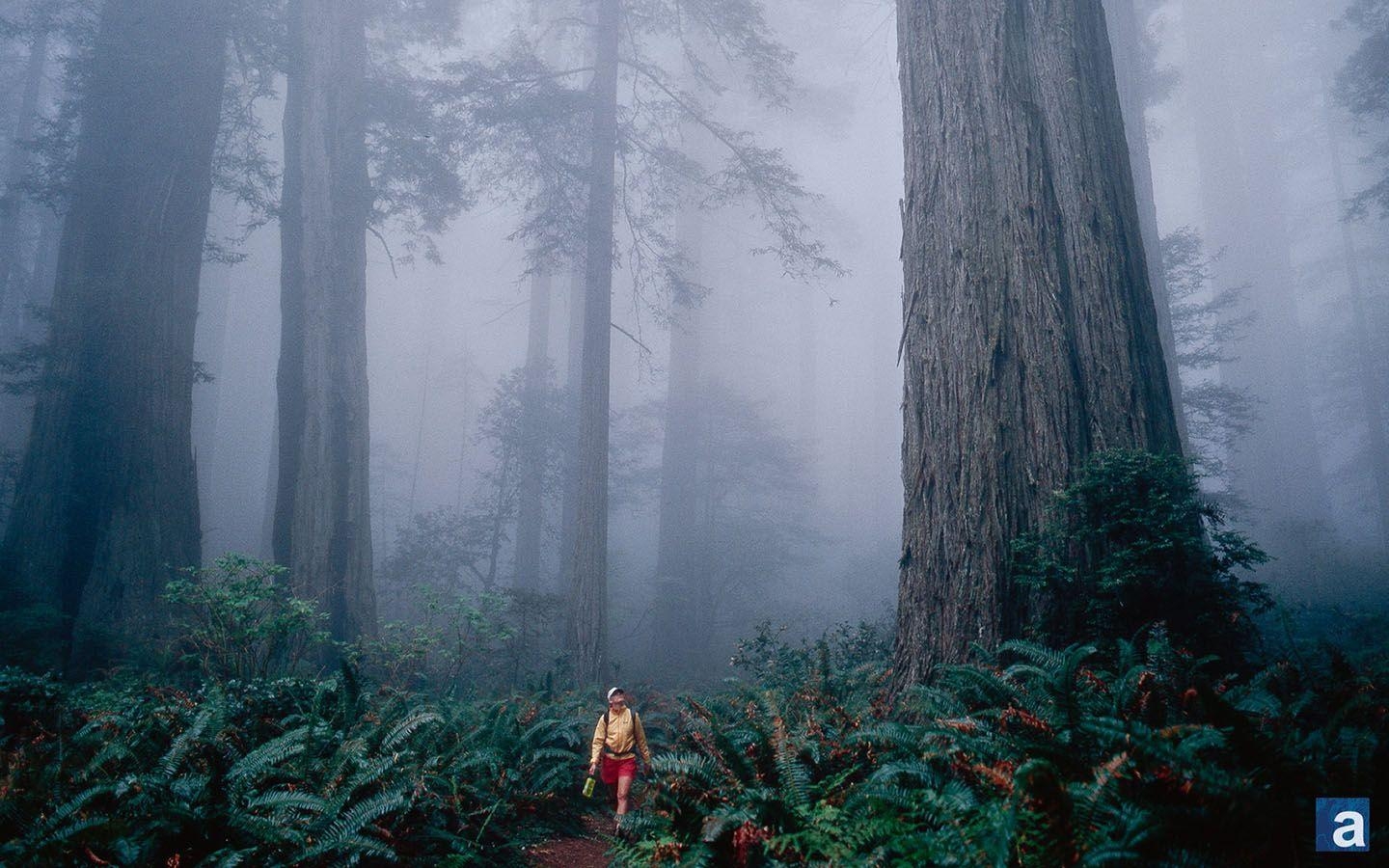 1440x900 Sequoia National Park Wallpaper, Top Ranked Sequoia National, Desktop