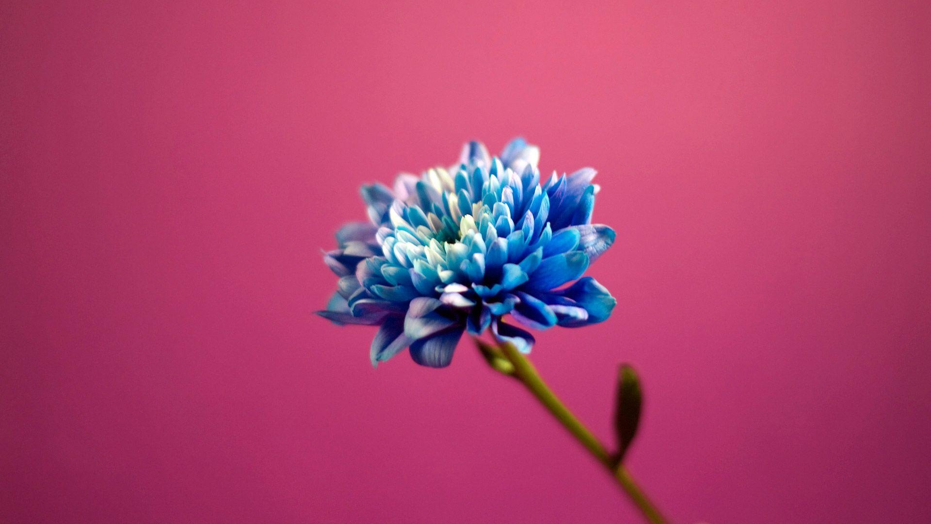 1920x1080 Blue in Pink Background Wallpaper, Desktop