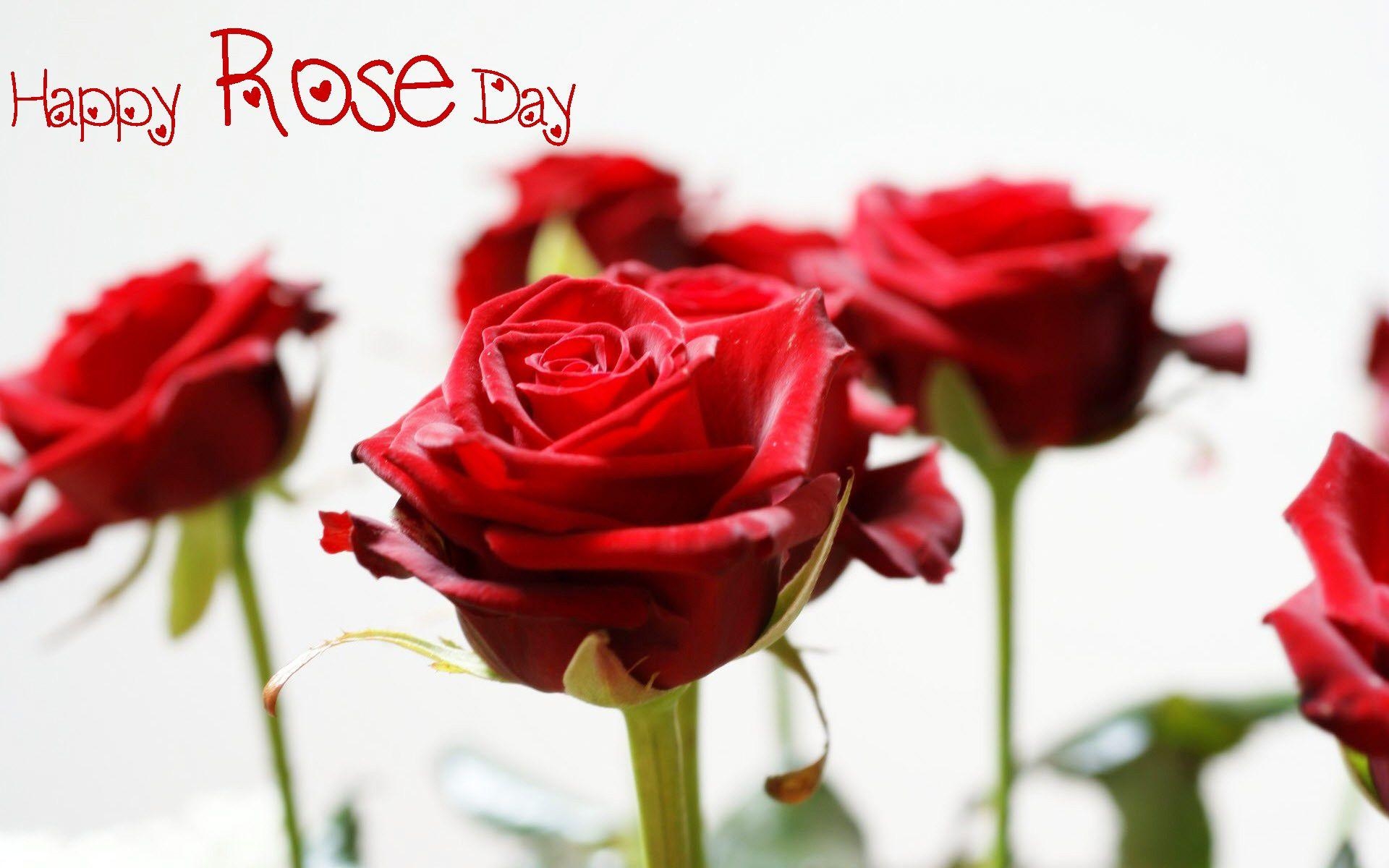 1920x1200 Rose Day Image, GIF, HD Wallpaper, Pics, Photo for Whatsapp DP, Desktop