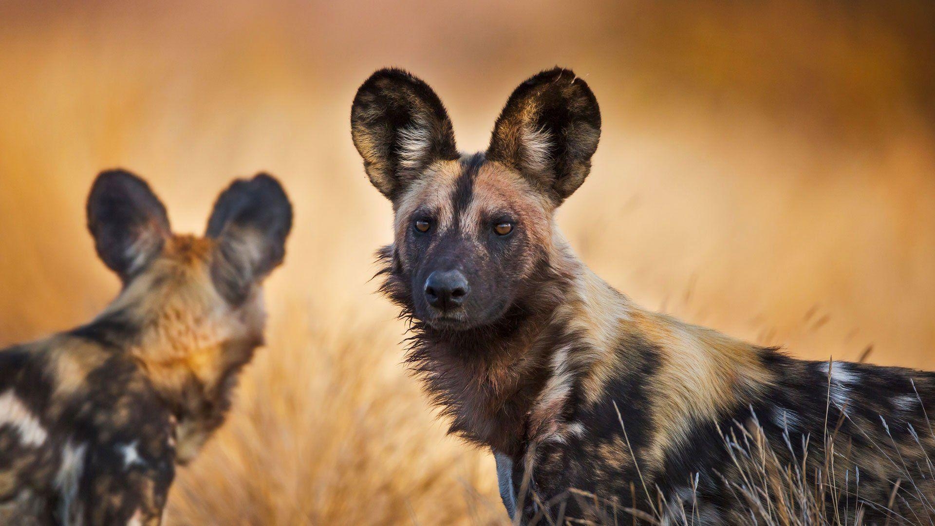 1920x1080 Animal Wild Dog Animal Dog Wild Dog Wallpaper, Desktop