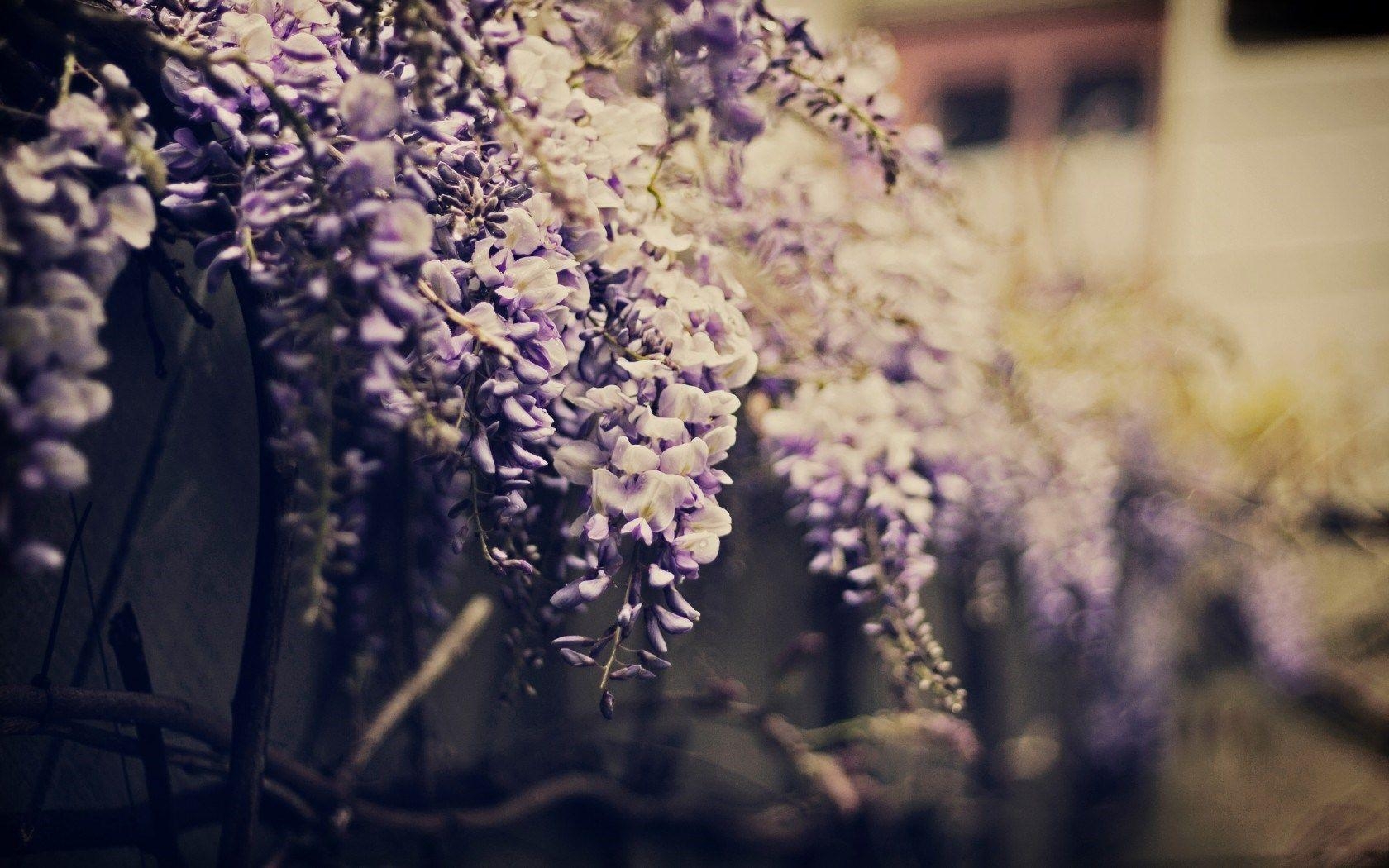 1680x1050 Wisteria Flowers Bokeh HD Wallpaper, Desktop