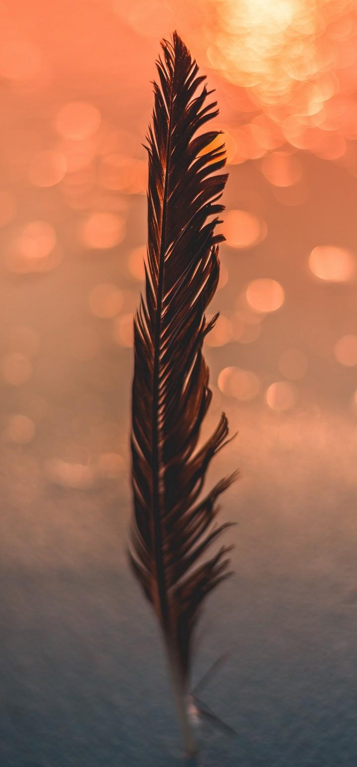 720x1550 Feather Black Bokeh Wallpaper - [], Phone