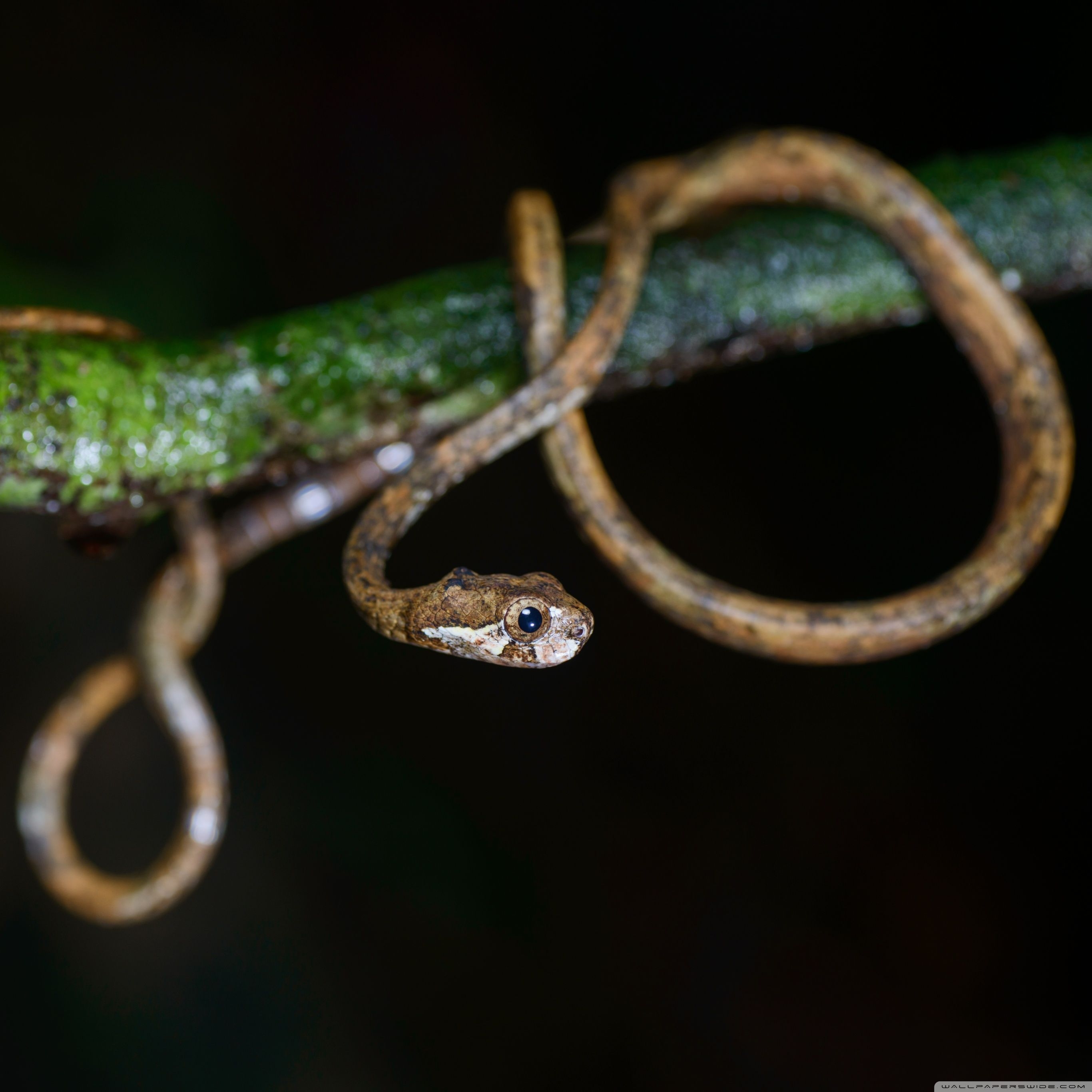 2740x2740 Cute Snake, Aplopeltura Boa, Tree.wallpaperwide.com, Phone